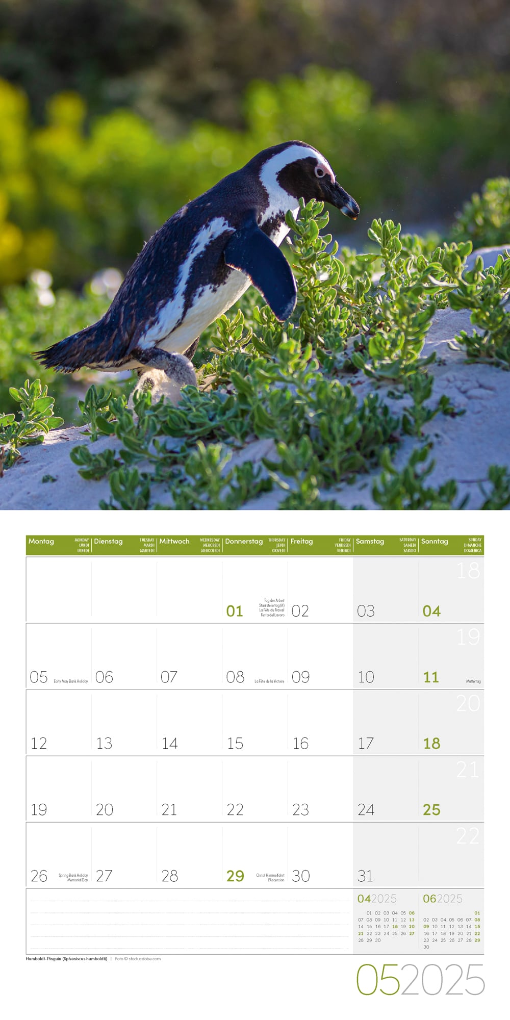 Art12 Collection Kalender Pinguine 2025 - 30x30 - Innenansicht 05