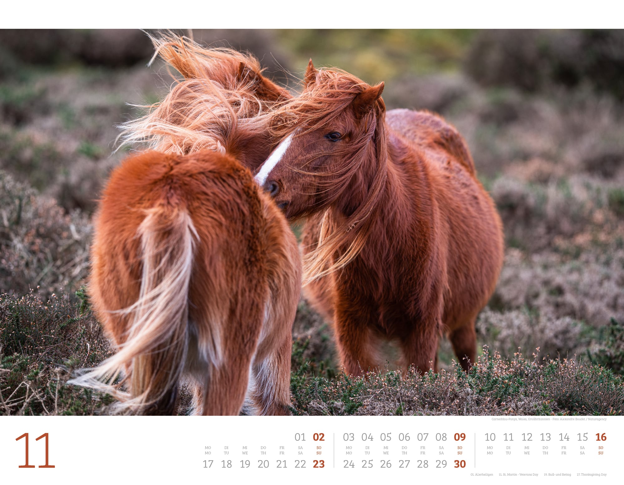 Ackermann Calendar Wild Horses 2025 - Inside View 11