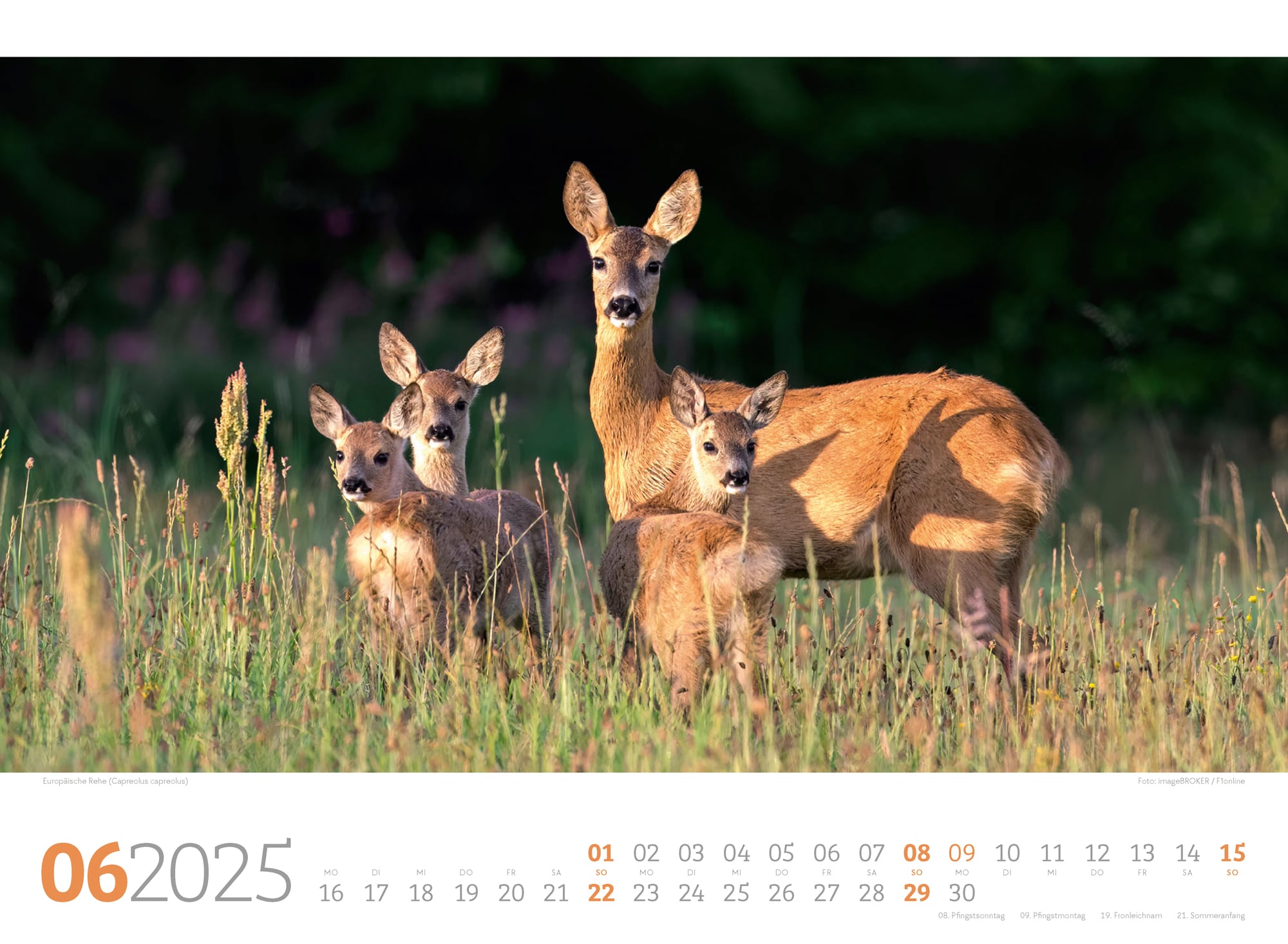 Ackermann Calendar Forest Animals 2025 - Inside View 06