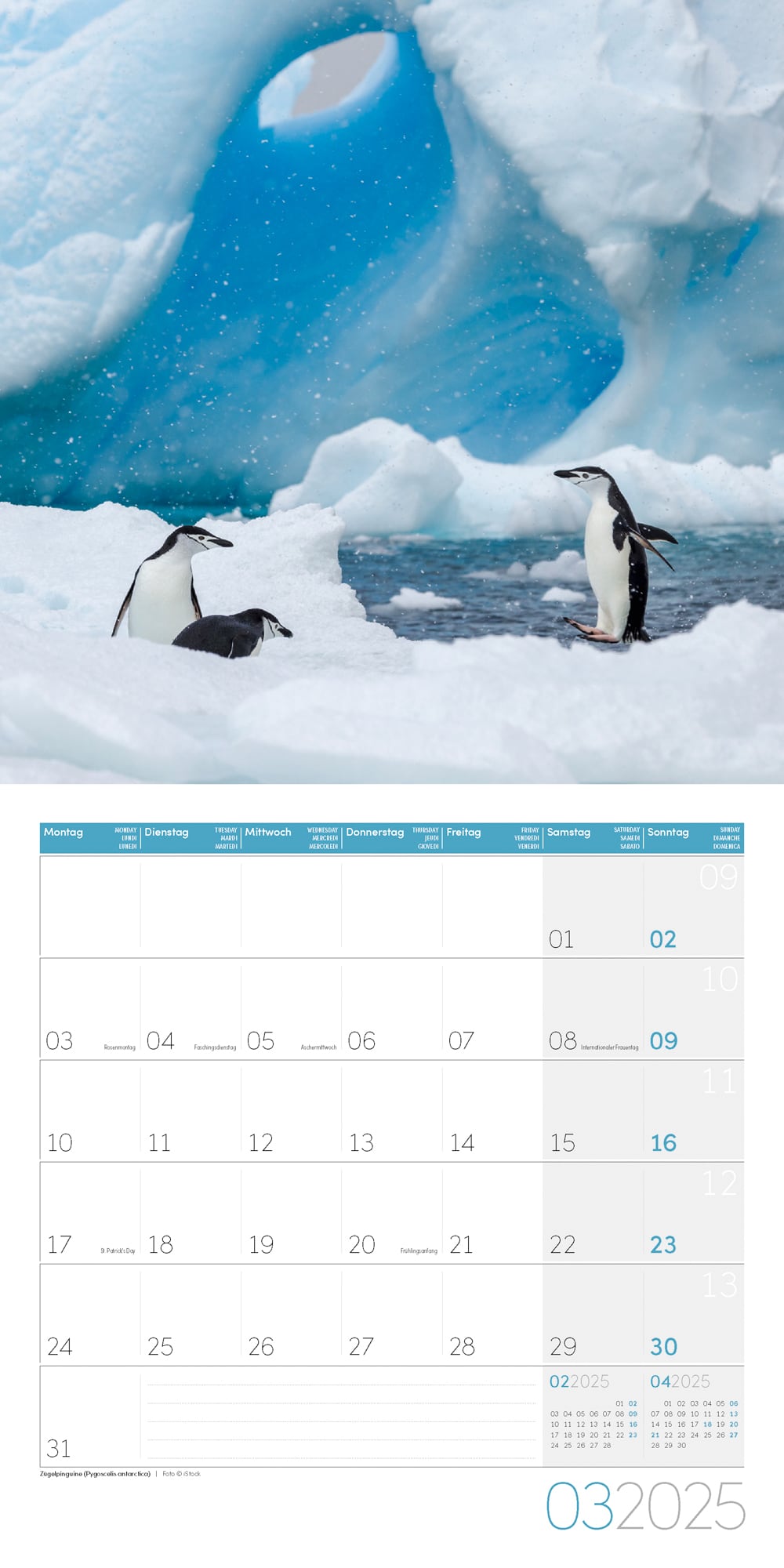 Art12 Collection Kalender Pinguine 2025 - 30x30 - Innenansicht 03