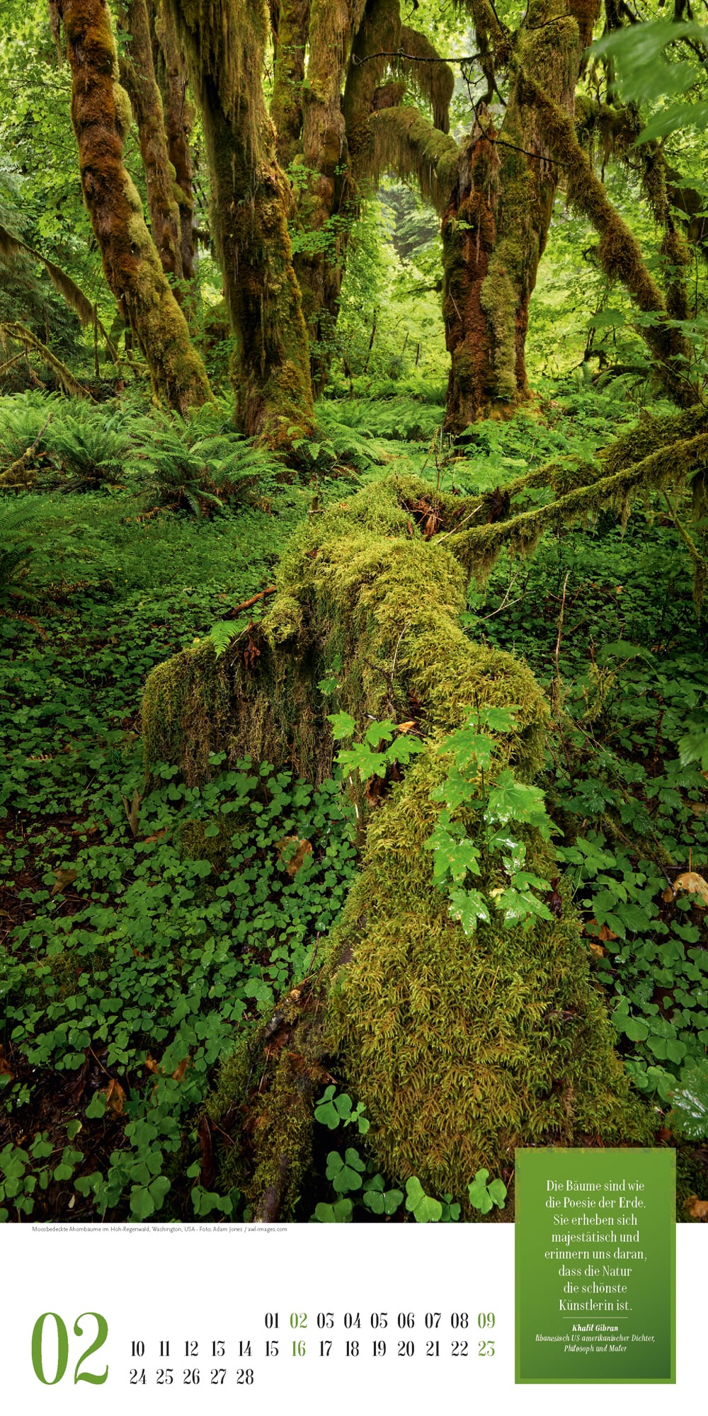 Ackermann Kalender Mythos Wald 2025 - Innenansicht 02