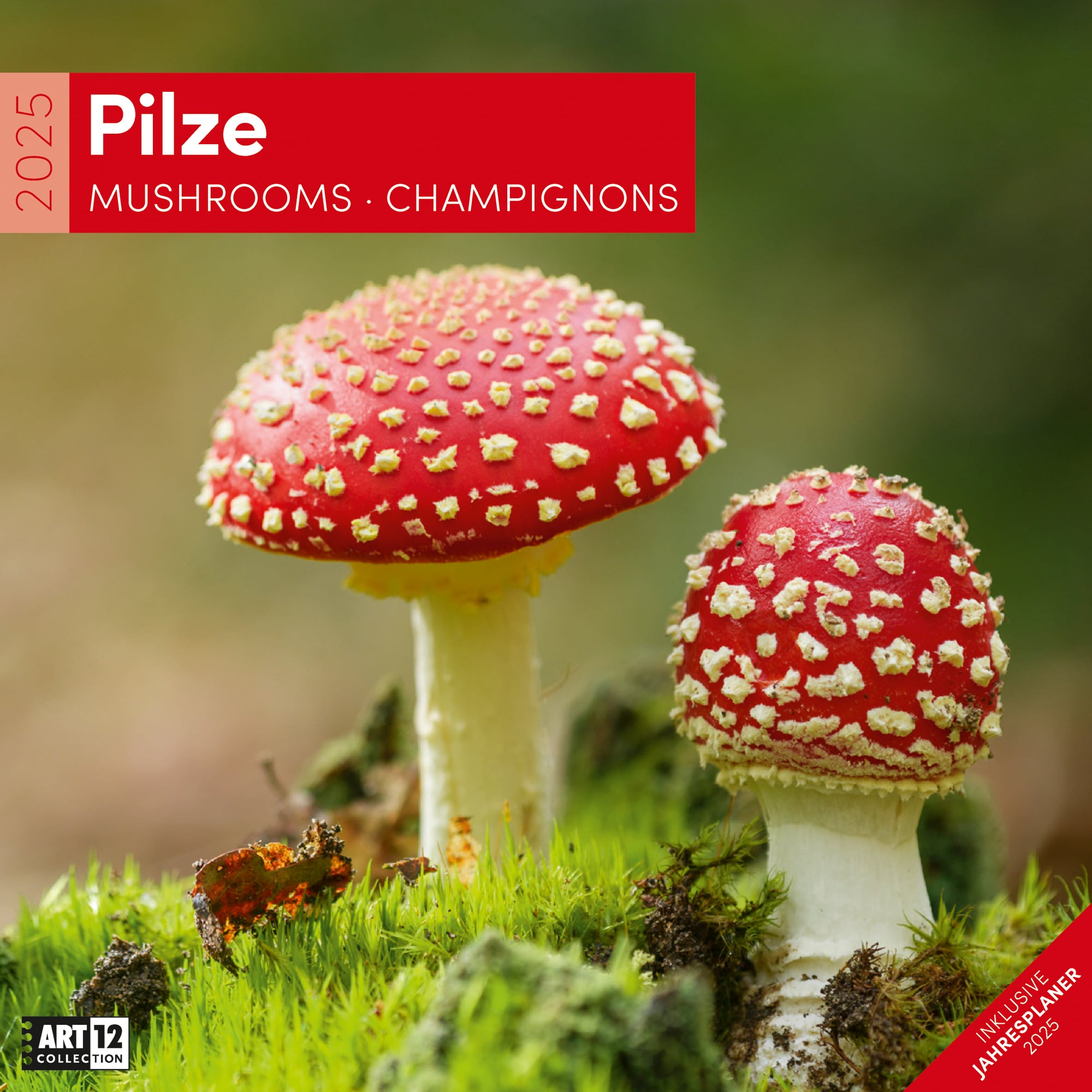 Art12 Collection Calendar Mushrooms 2025 - 30x30 - Cover Page