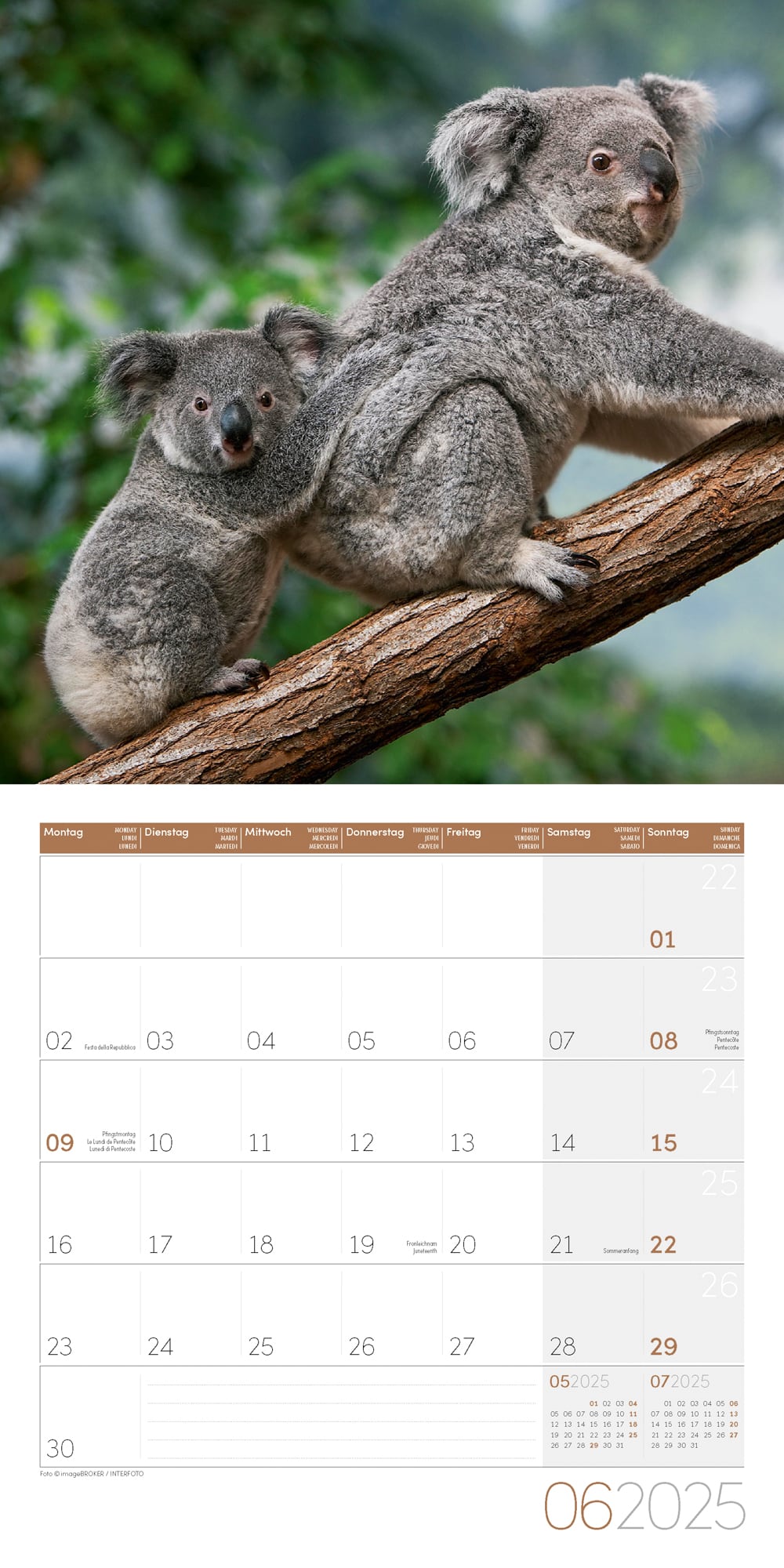 Art12 Collection Kalender Koalas 2025 - 30x30 - Innenansicht 06