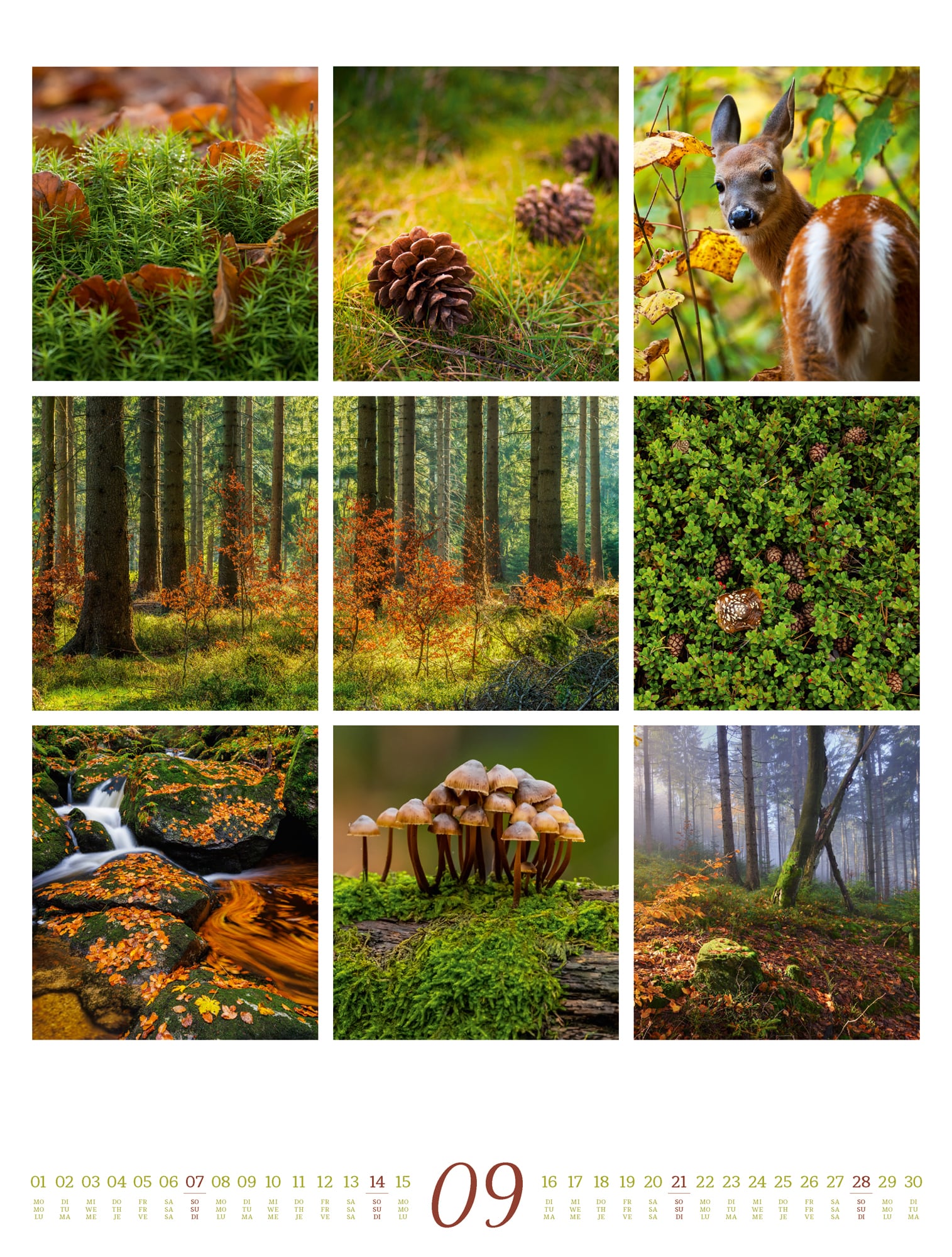 Ackermann Kalender Inspiration Natur 2025 - Innenansicht 09