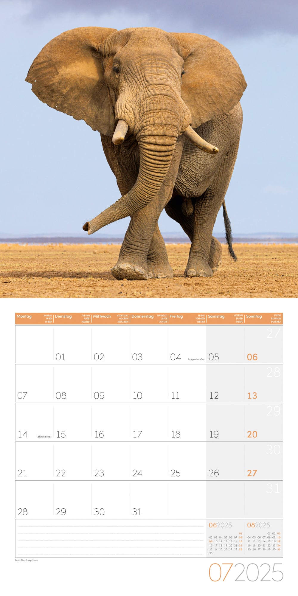 Art12 Collection Kalender Elefanten 2025 - 30x30 - Innenansicht 07