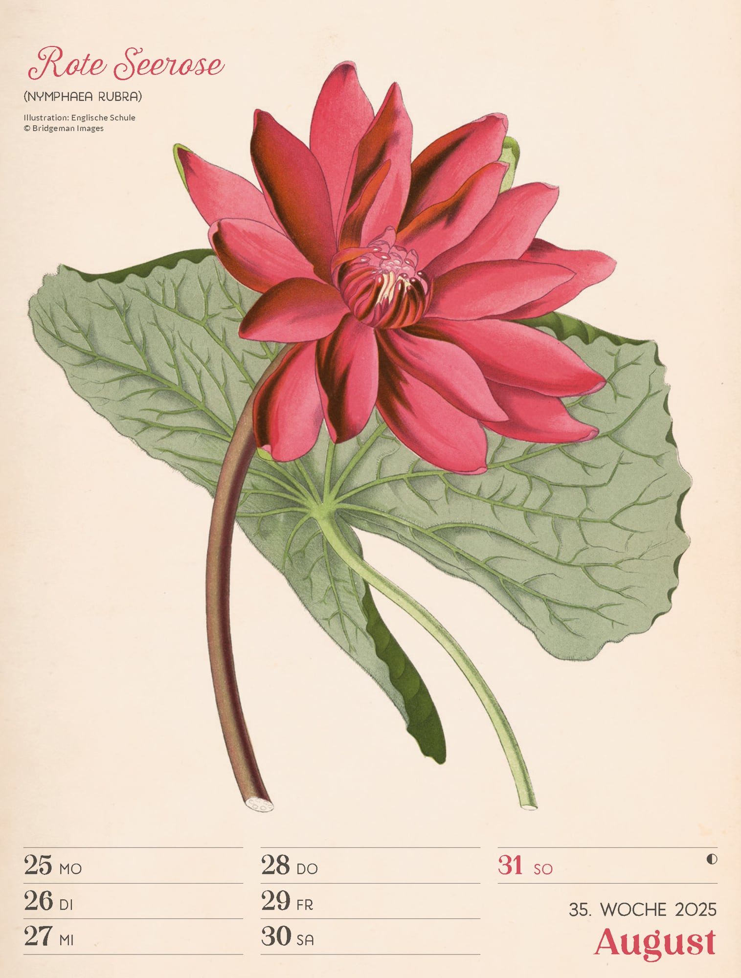 Ackermann Calendar Ars Floralis 2025 - Weekly Planner - Inside View 38