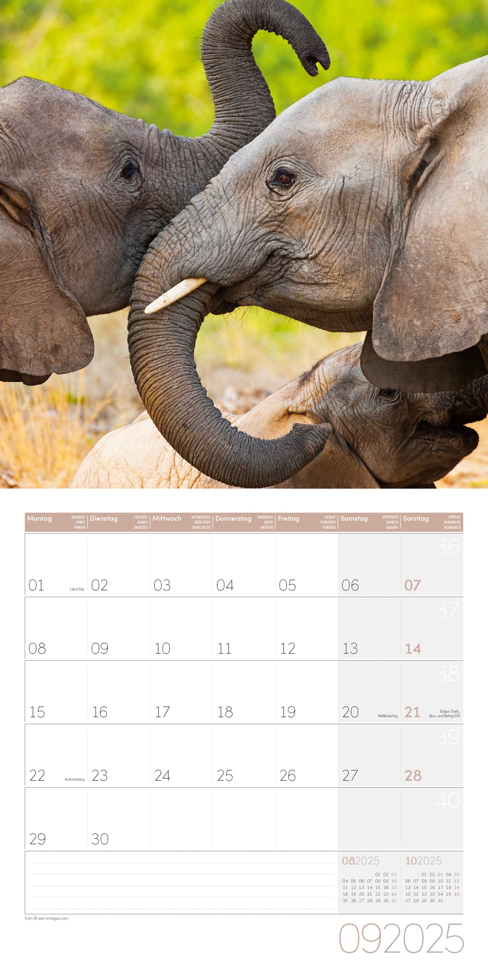 Art12 Collection Kalender Elefanten 2025 - 30x30 - Innenansicht 09