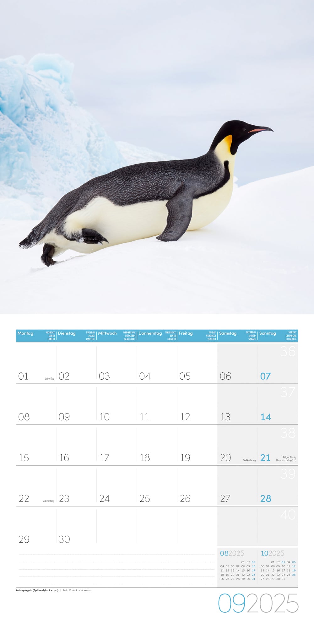 Art12 Collection Kalender Pinguine 2025 - 30x30 - Innenansicht 09