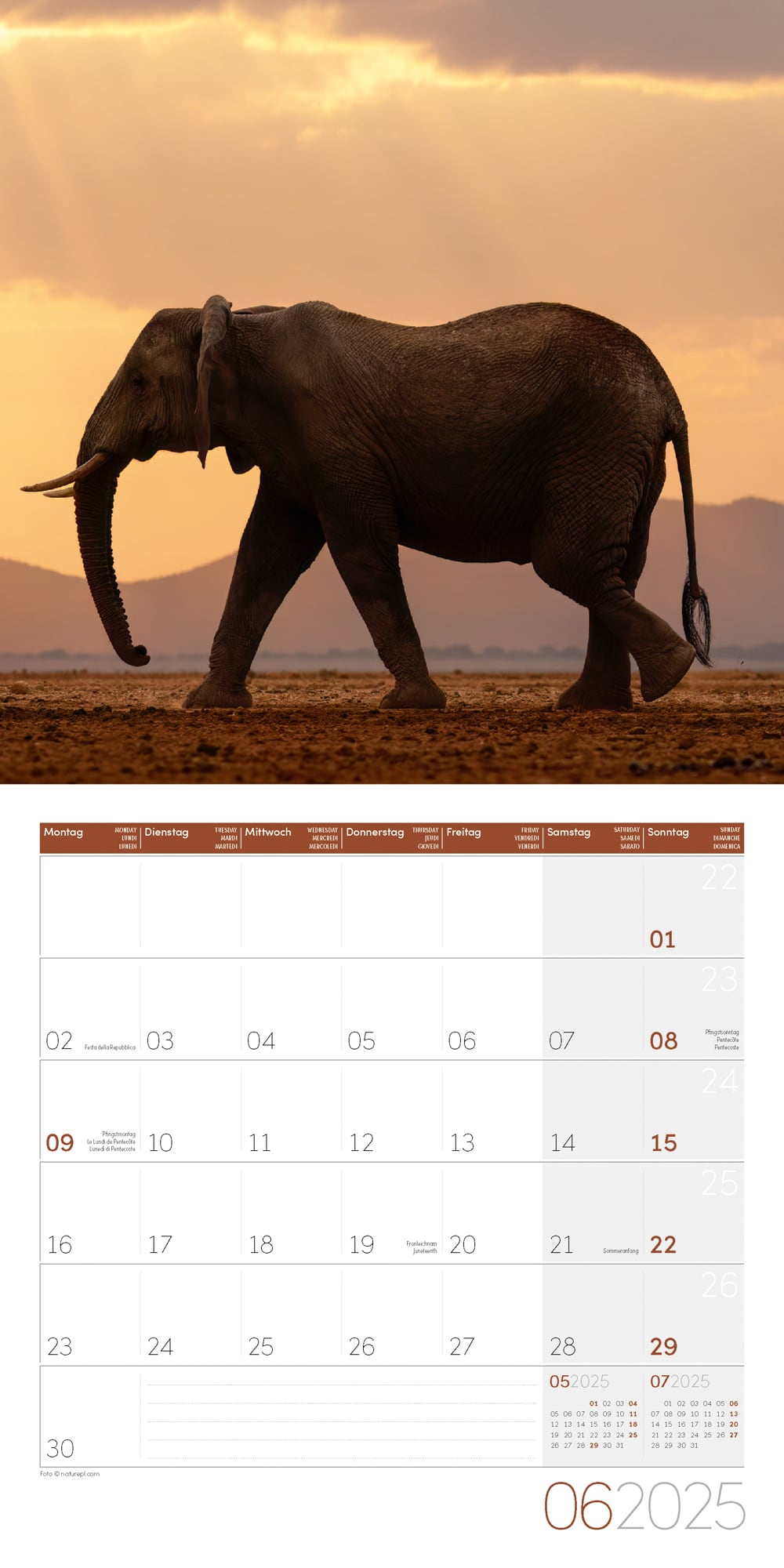 Art12 Collection Kalender Elefanten 2025 - 30x30 - Innenansicht 06