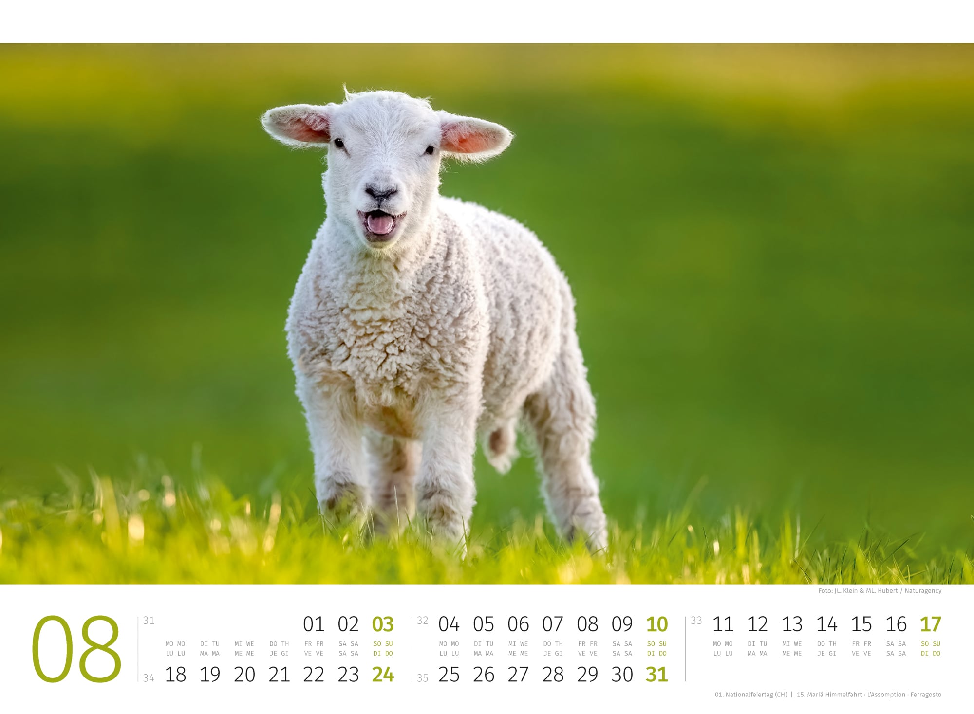 Ackermann Calendar Sheep 2025 - Inside View 08