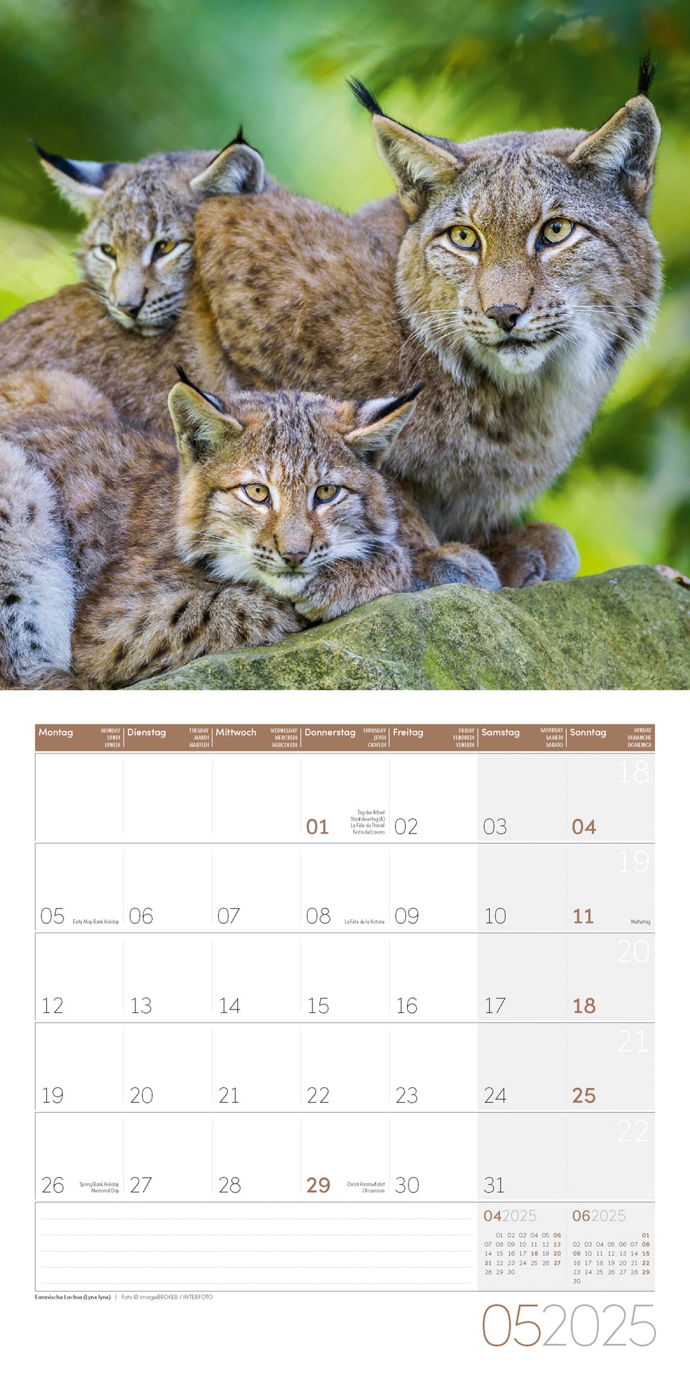 Art12 Collection Kalender Heimische Wildtiere 2025 - 30x30 - Innenansicht 05