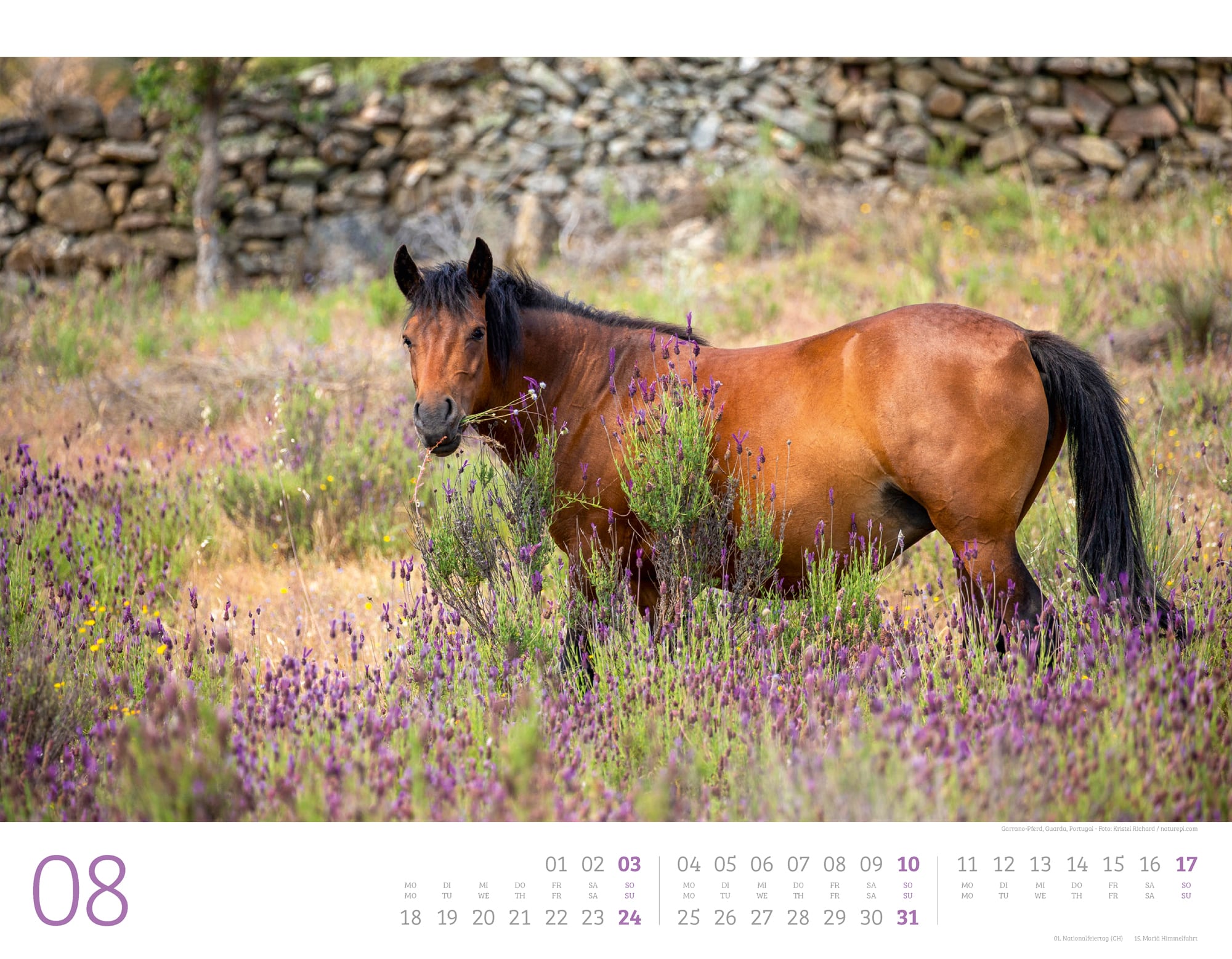 Ackermann Calendar Wild Horses 2025 - Inside View 08