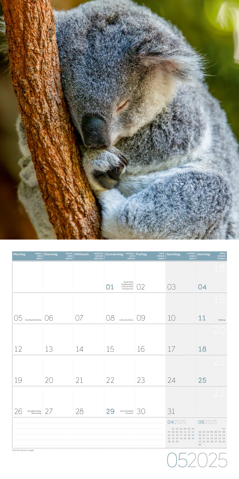 Art12 Collection Kalender Koalas 2025 - 30x30 - Innenansicht 05