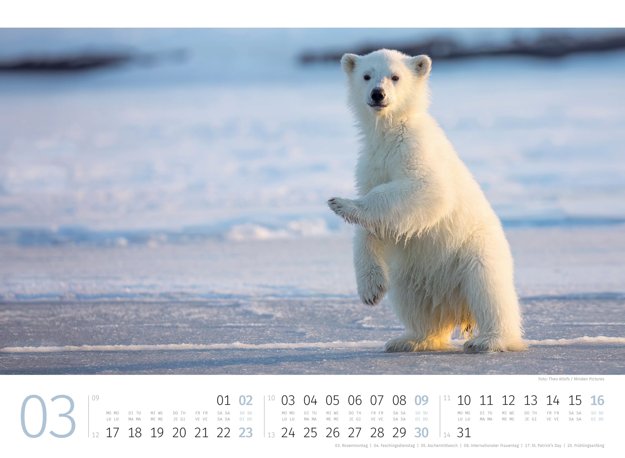 Ackermann Kalender Eisbären 2025 - Innenansicht 03