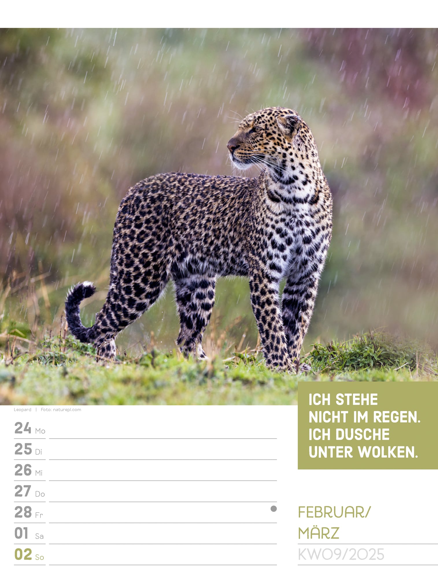 Ackermann Calendar Animals 2025 - Weekly Planner - Inside View 12