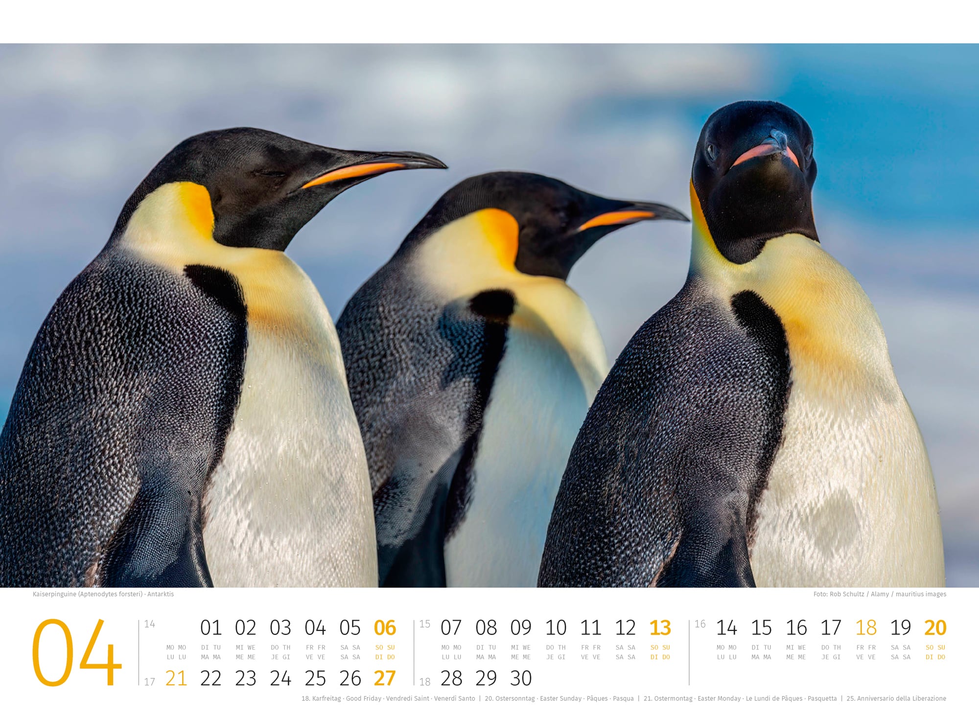 Ackermann Kalender Pinguine 2025 - Innenansicht 04