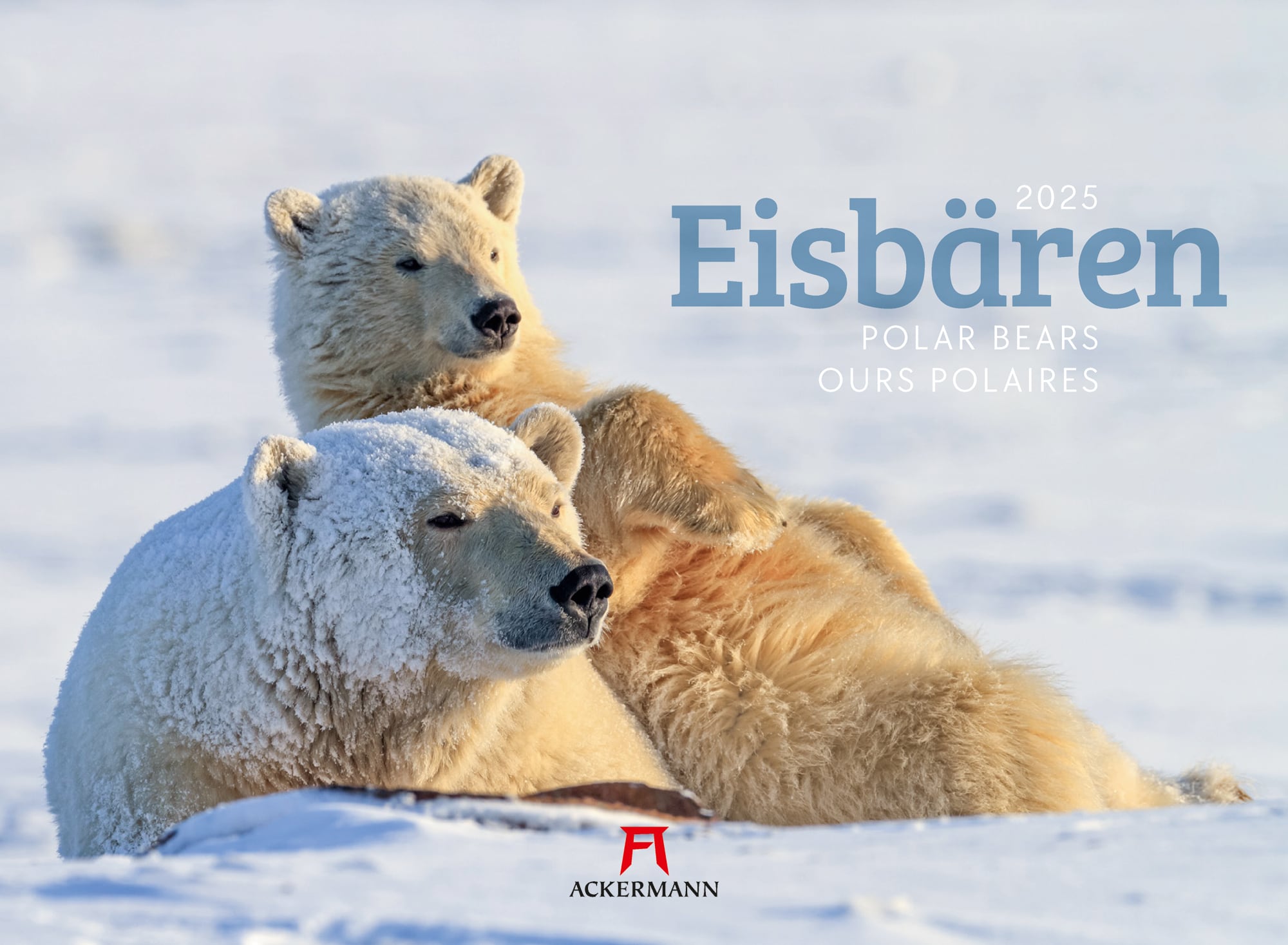 Ackermann Calendar Polar Bears 2025 - Cover Page