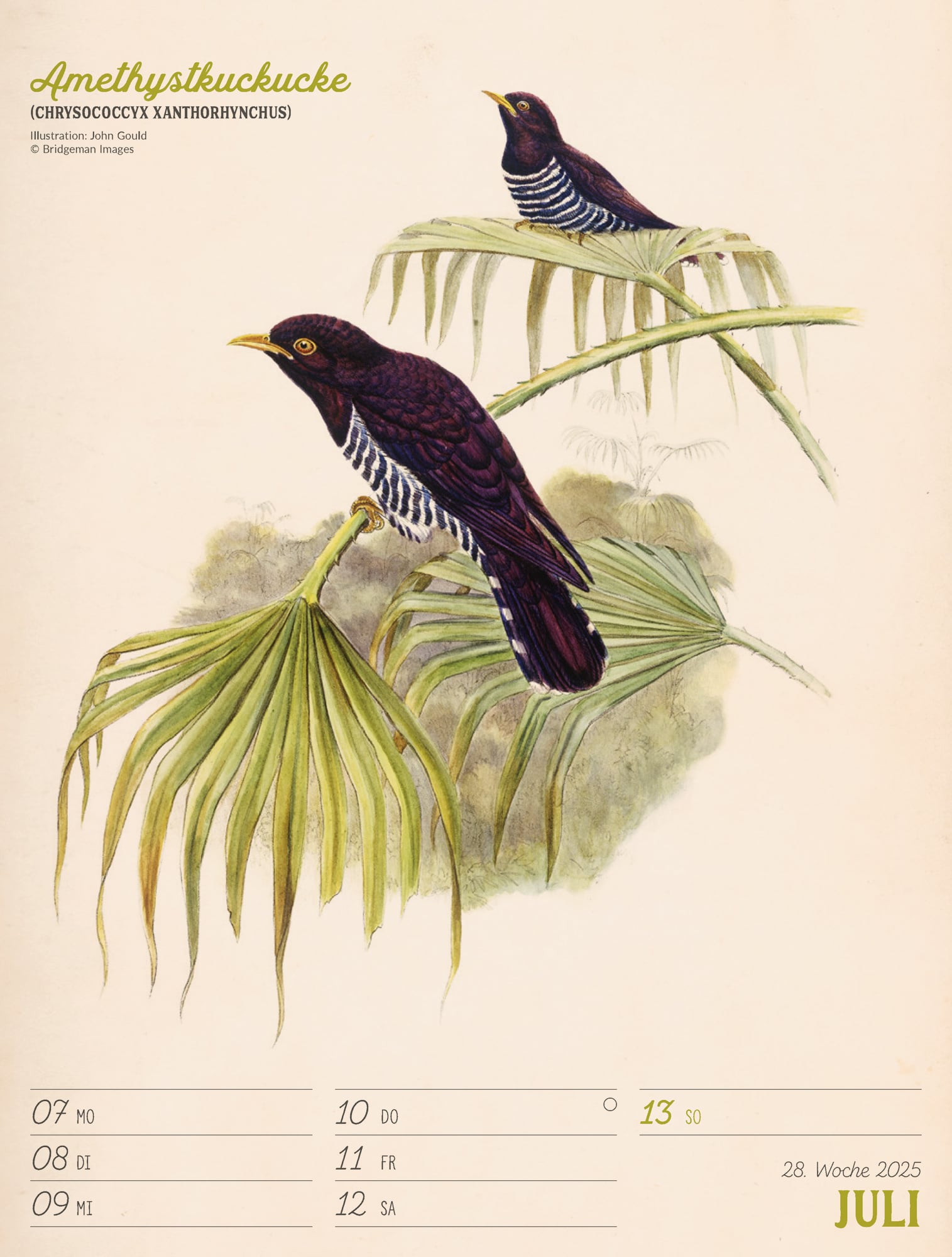 Ackermann Calendar The wonderful World of Birds 2025 - Weekly Planner - Inside View 31