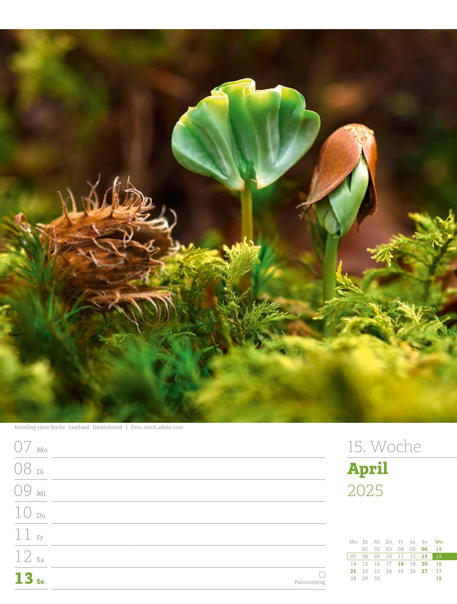 Ackermann Calendar Our Forest 2025 - Weekly Planner - Inside View 18