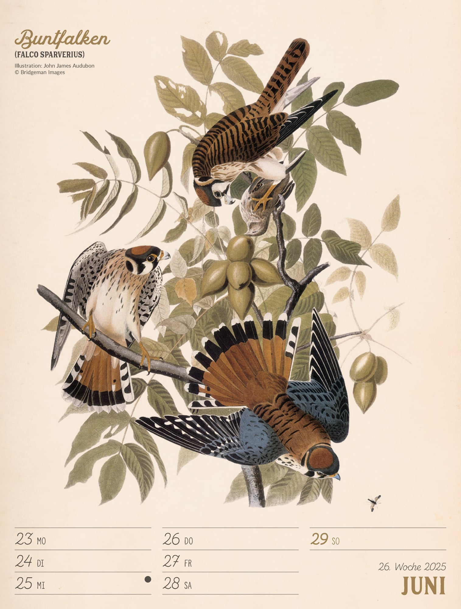 Ackermann Calendar The wonderful World of Birds 2025 - Weekly Planner - Inside View 29
