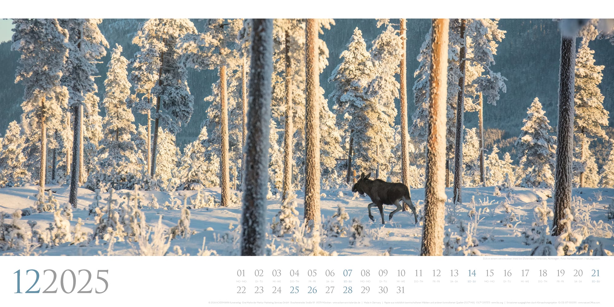 Ackermann Kalender Wilde Wälder 2025 - Innenansicht 12