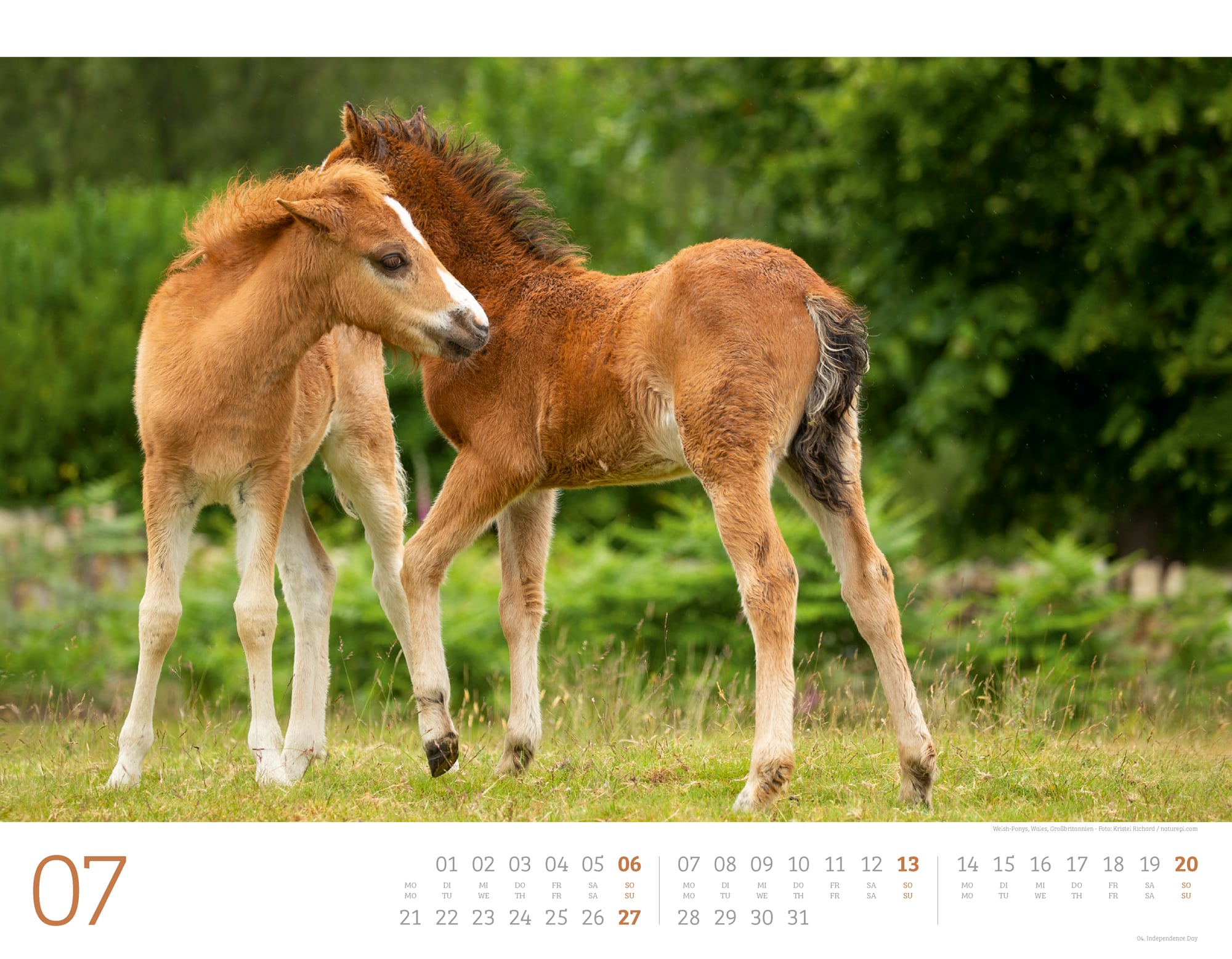 Ackermann Calendar Wild Horses 2025 - Inside View 07