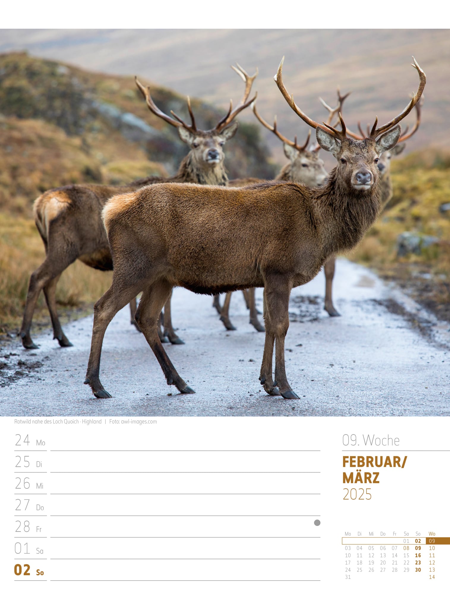 Ackermann Calendar Scotland 2025 - Weekly Planner - Inside View 12