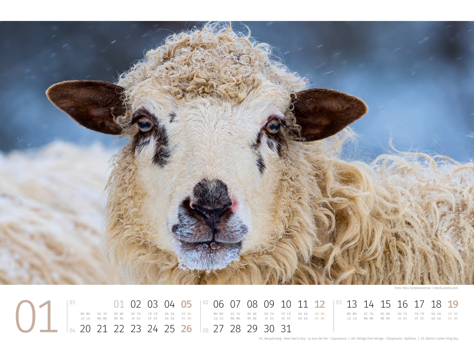Ackermann Calendar Sheep 2025 - Inside View 01