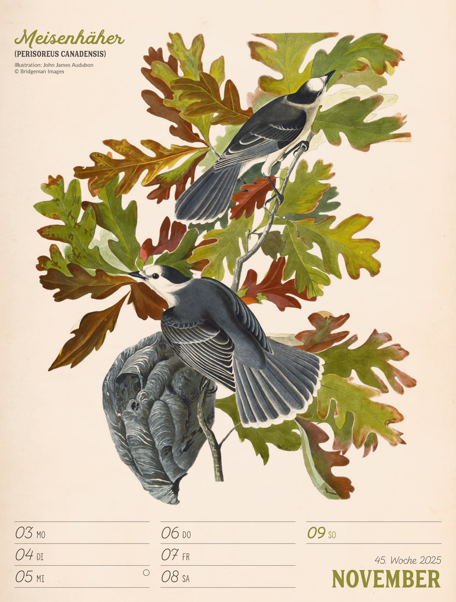 Ackermann Calendar The wonderful World of Birds 2025 - Weekly Planner - Inside View 48