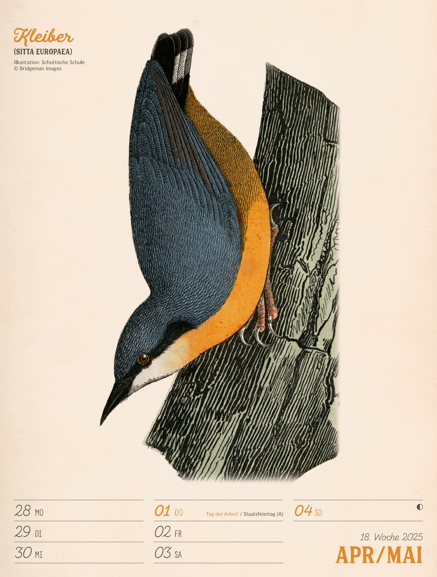 Ackermann Calendar The wonderful World of Birds 2025 - Weekly Planner - Inside View 21