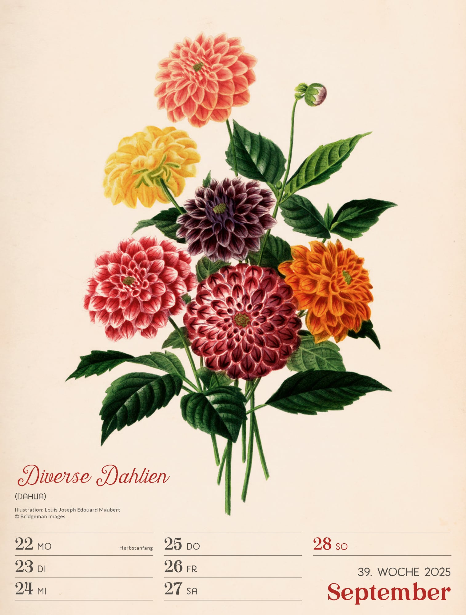Ackermann Calendar Ars Floralis 2025 - Weekly Planner - Inside View 42