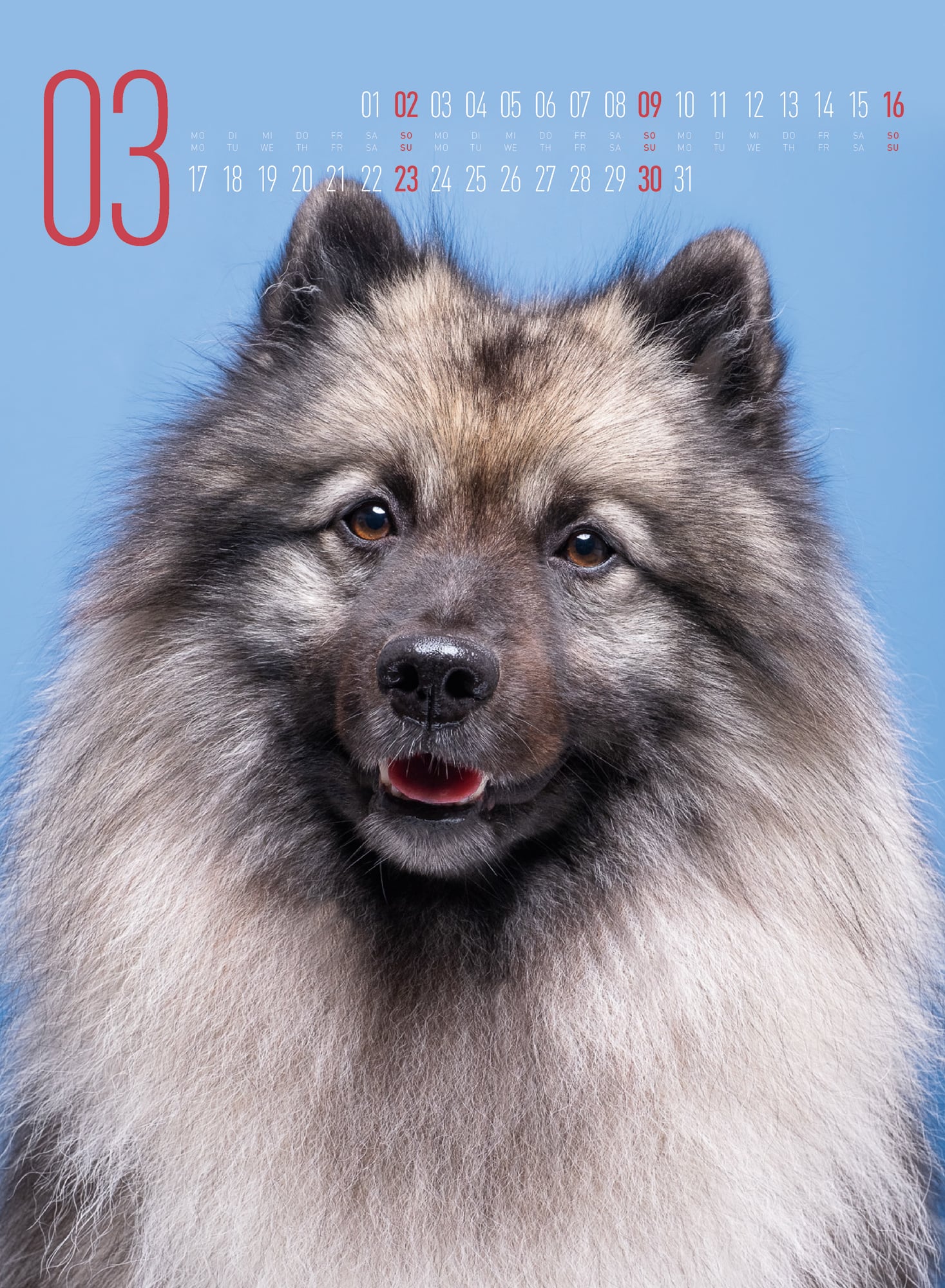 Ackermann Calendar Funny Dogs 2025 - Inside View 03