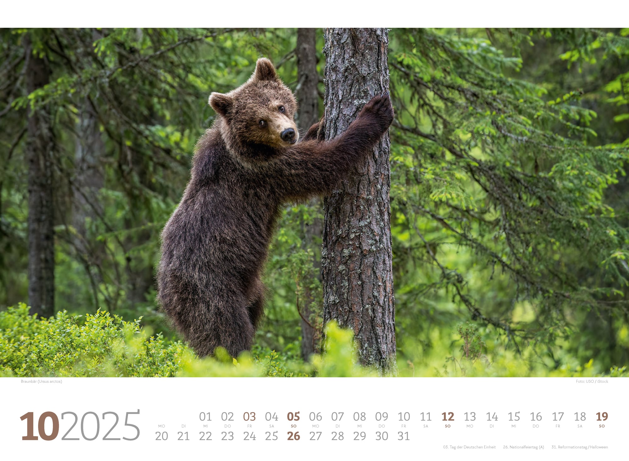 Ackermann Kalender Tierwelt Wald 2025 - Innenansicht 10