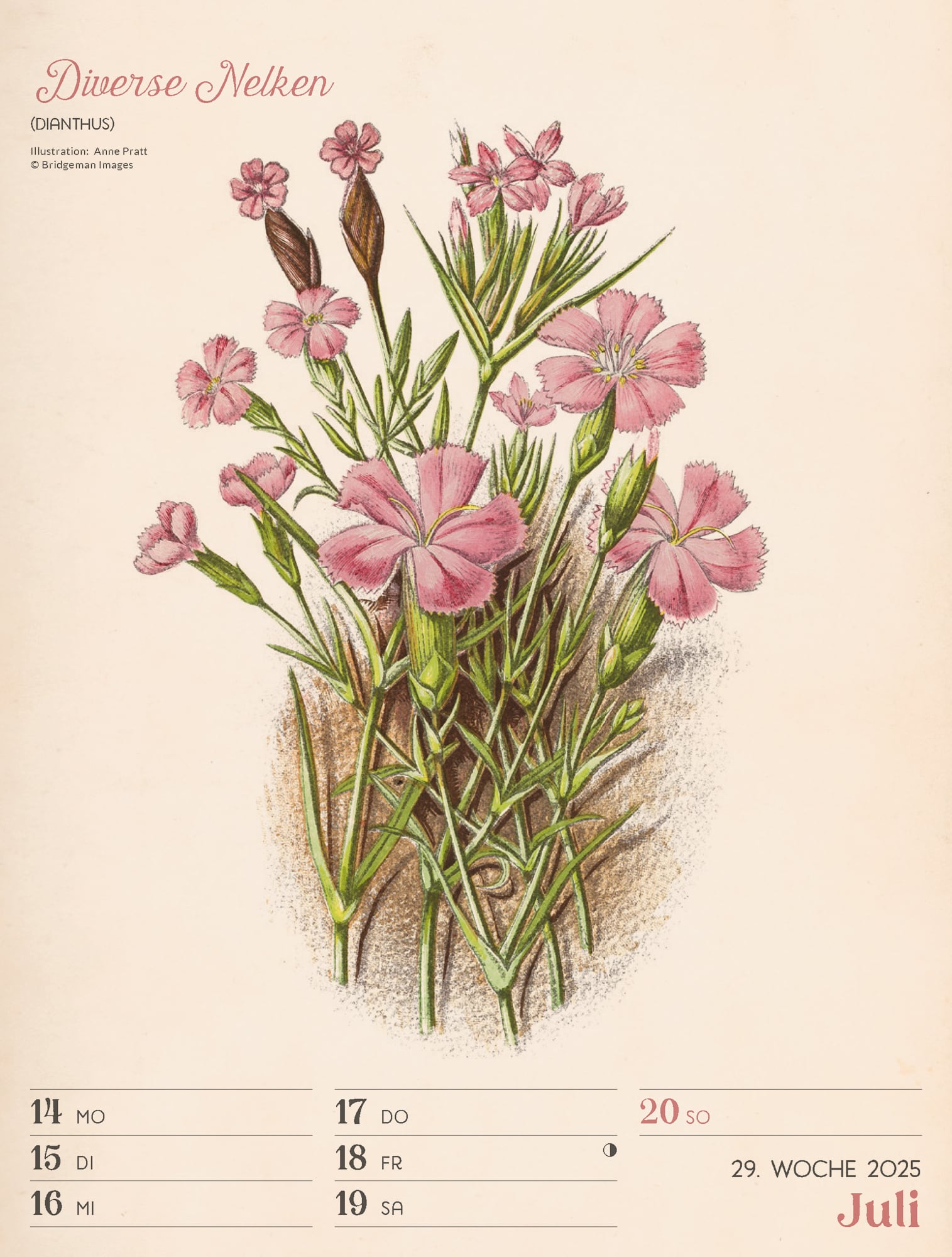 Ackermann Calendar Ars Floralis 2025 - Weekly Planner - Inside View 32