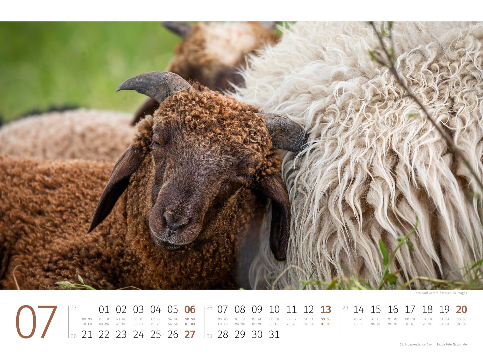 Ackermann Calendar Sheep 2025 - Inside View 07