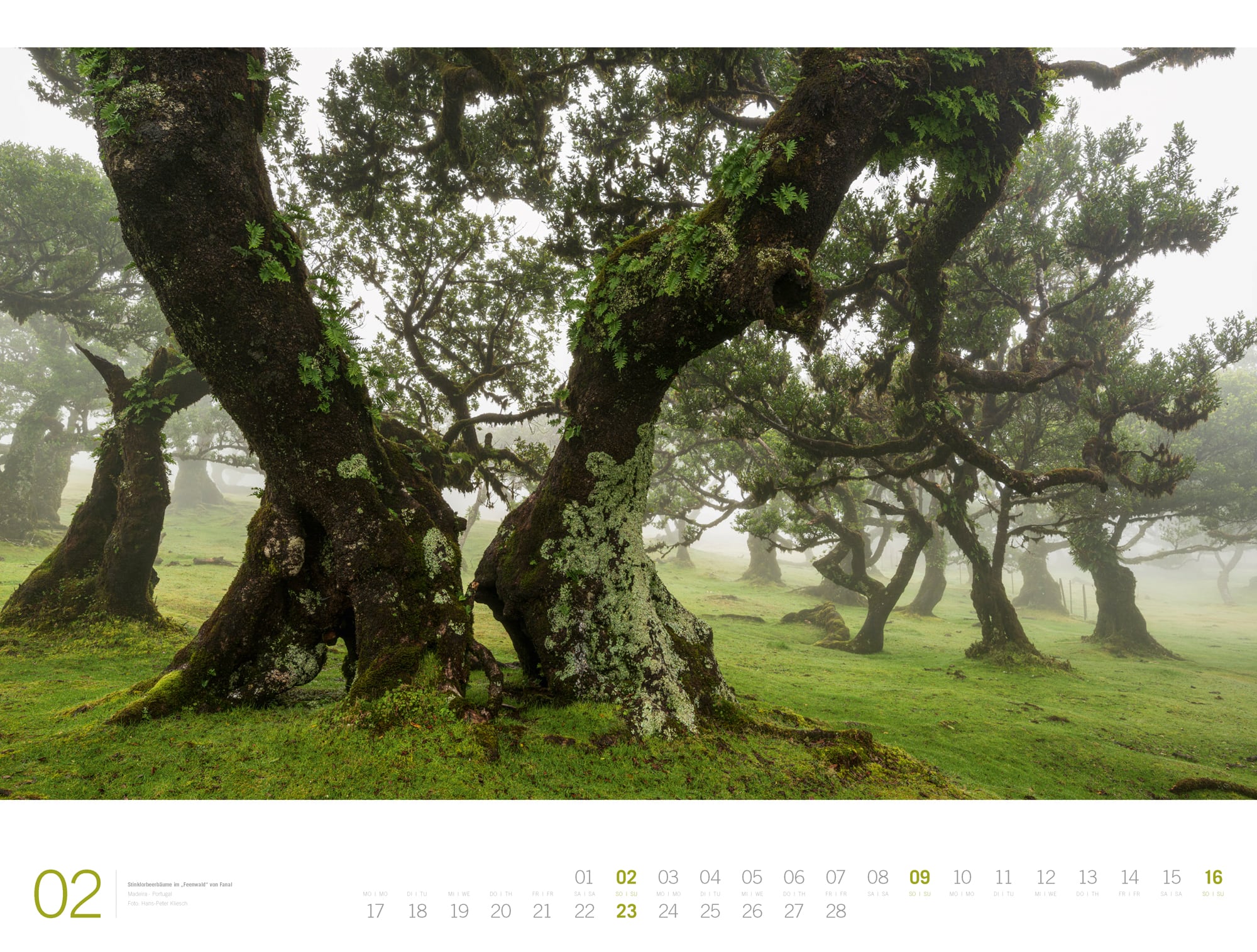 Ackermann Calendar Forest - Gallery 2025 - Inside View 02