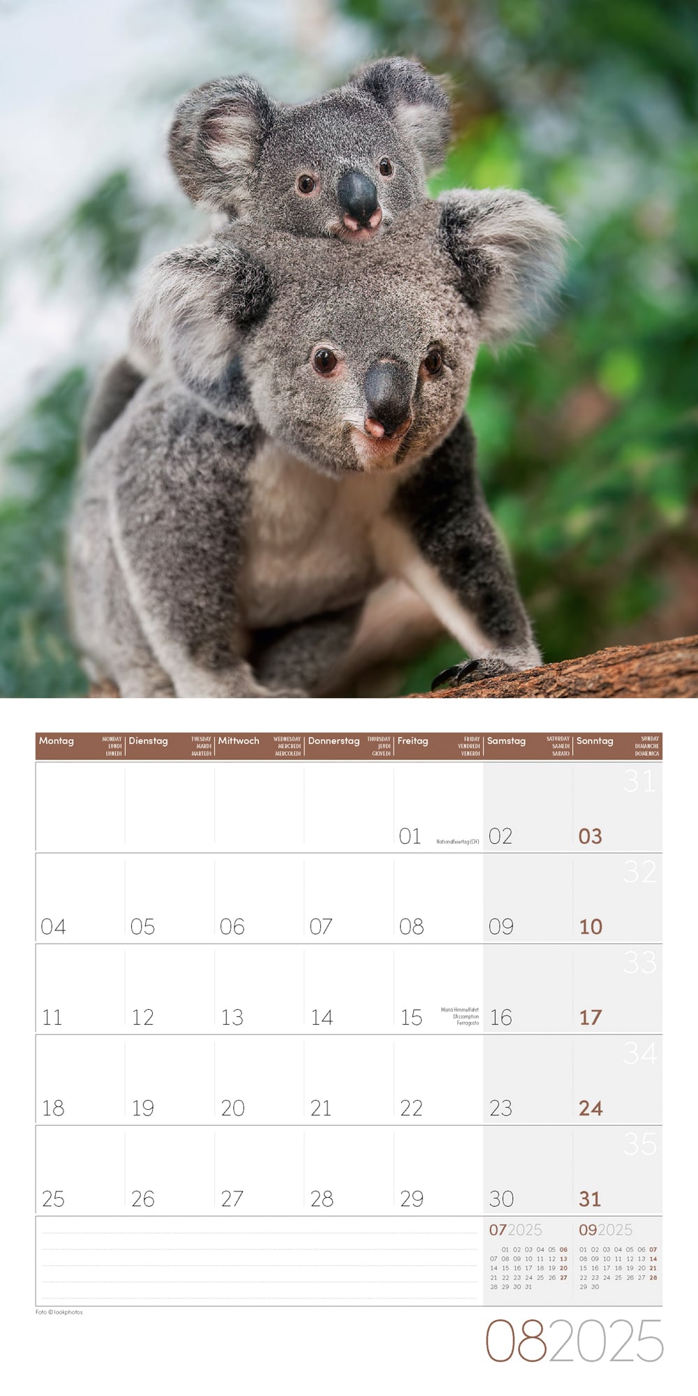 Art12 Collection Kalender Koalas 2025 - 30x30 - Innenansicht 08