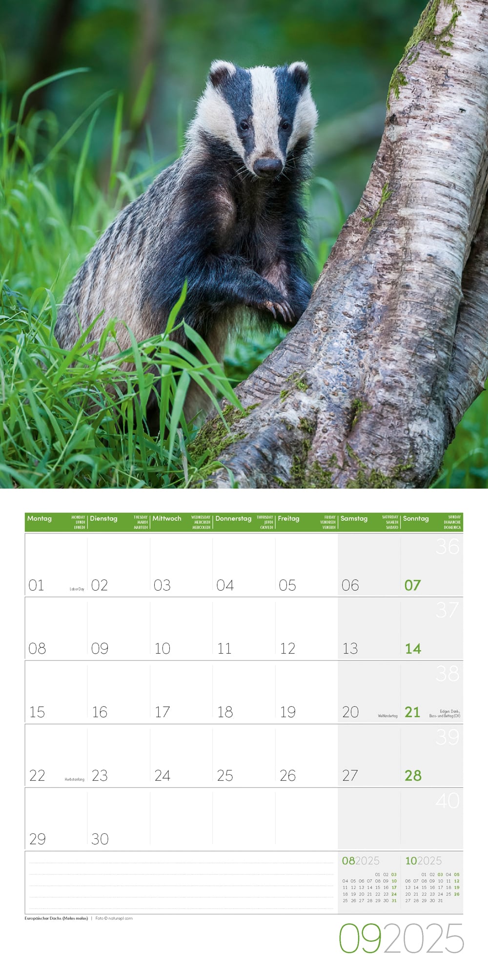 Art12 Collection Kalender Heimische Wildtiere 2025 - 30x30 - Innenansicht 09