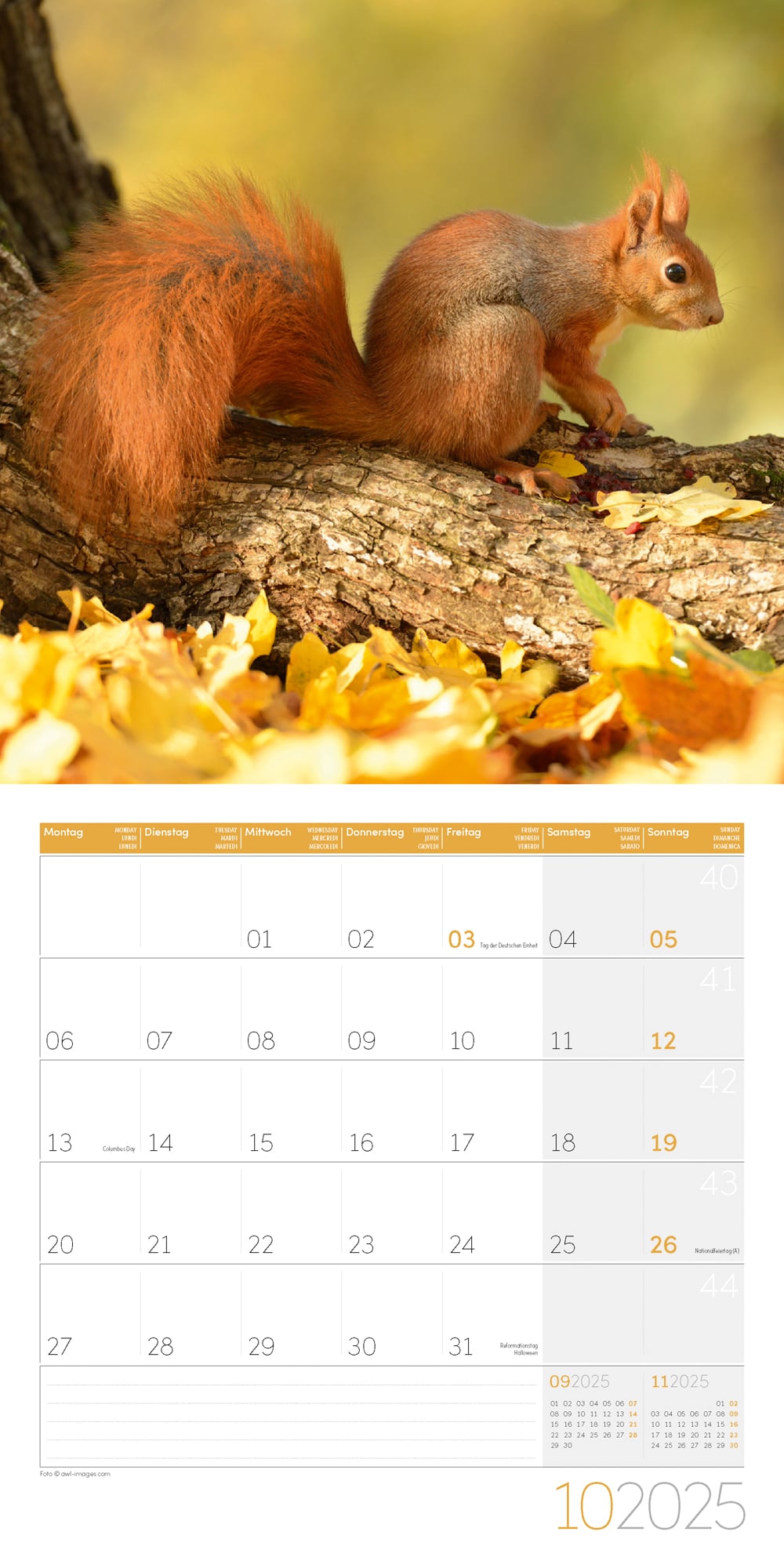 Art12 Collection Kalender Eichhörnchen 2025 - 30x30 - Innenansicht 10