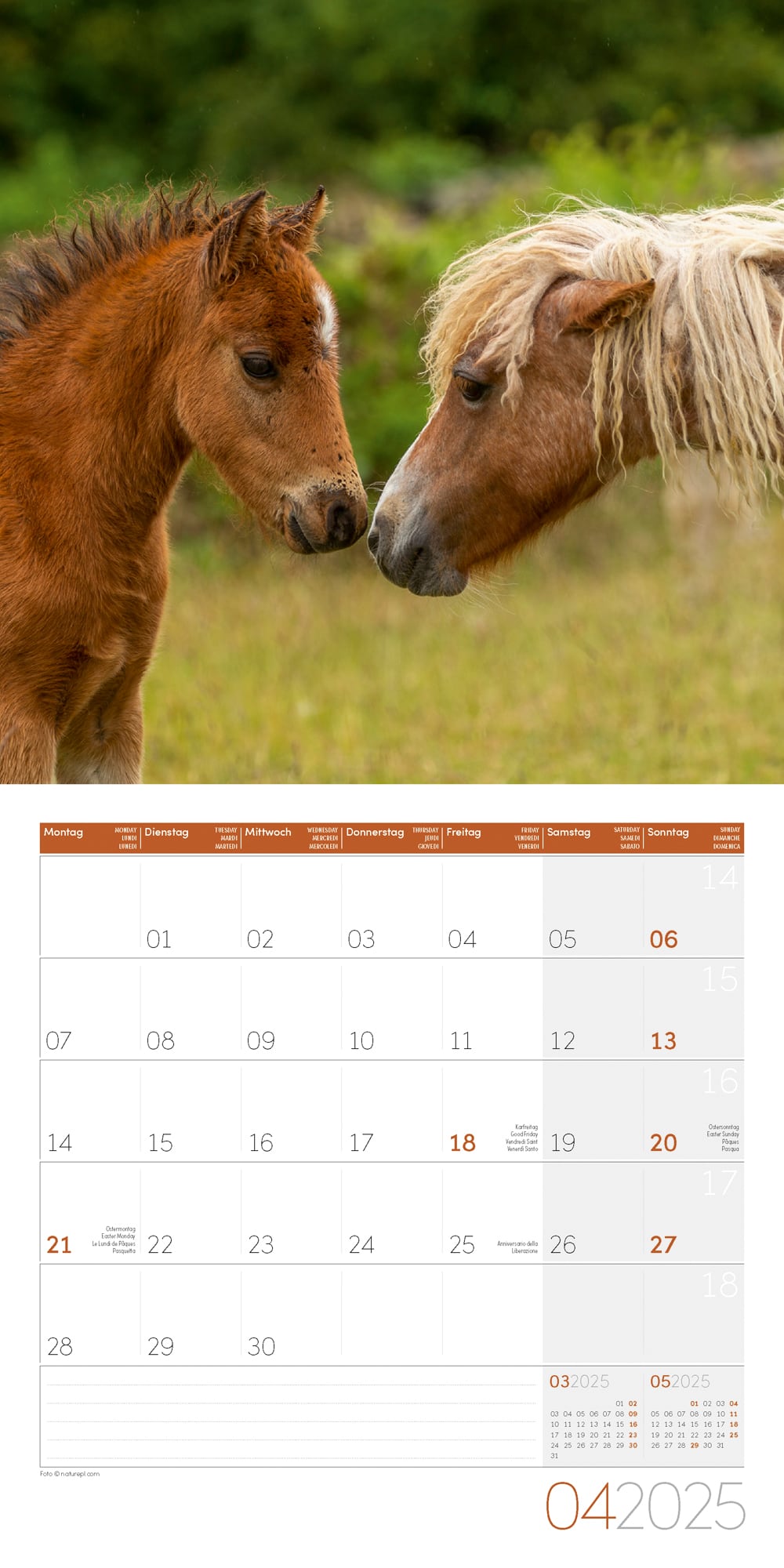 Art12 Collection Kalender Pferde 2025 - 30x30 - Innenansicht 04