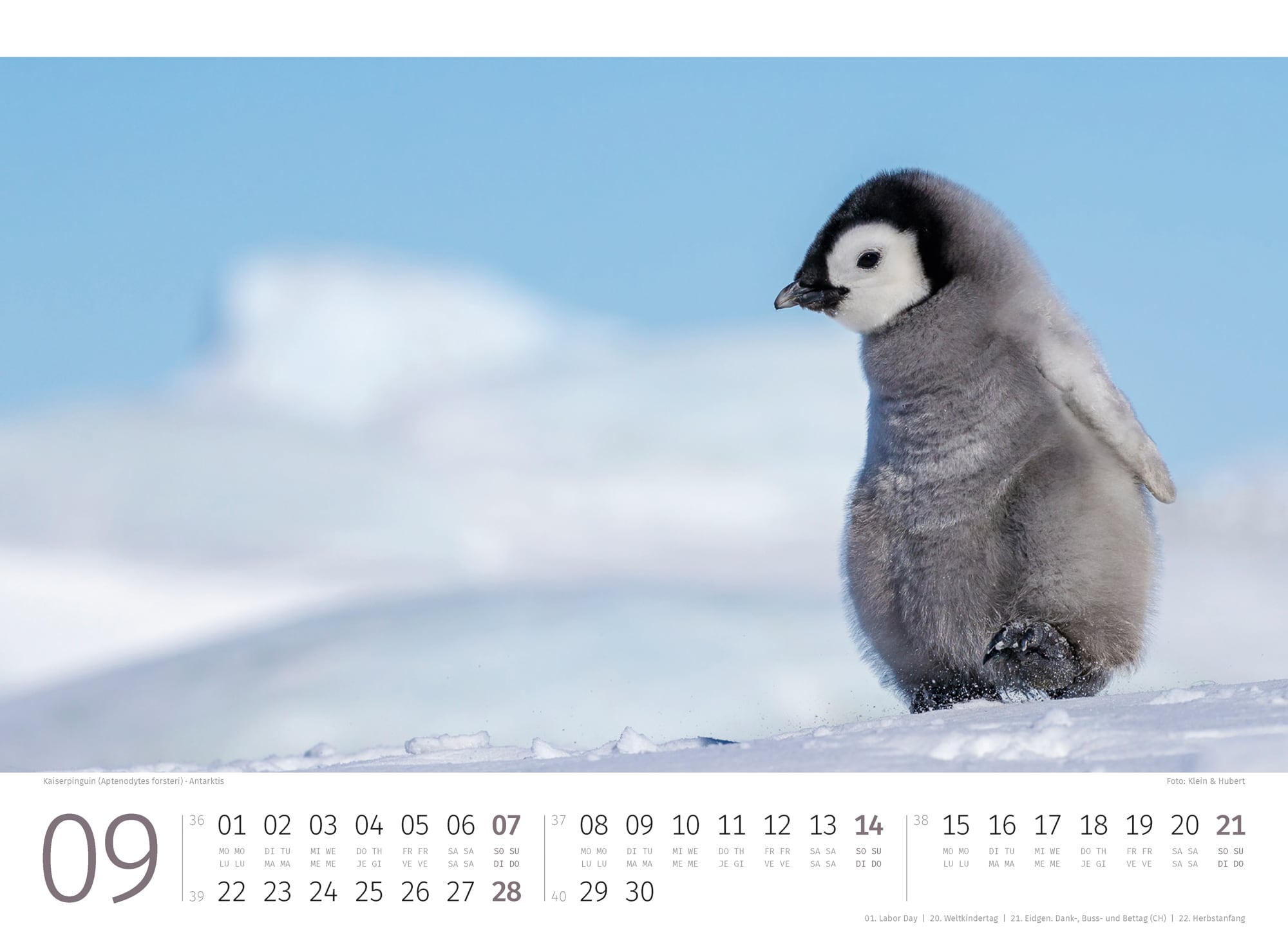 Ackermann Kalender Pinguine 2025 - Innenansicht 09