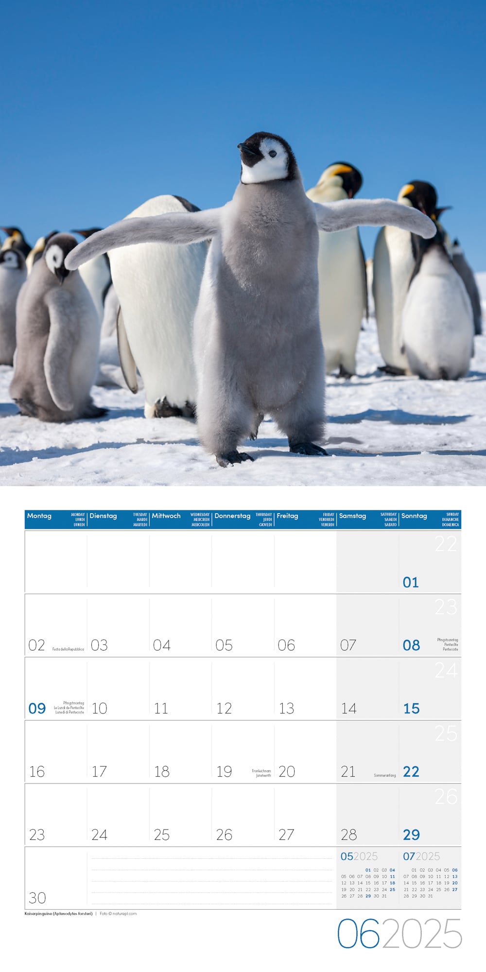 Art12 Collection Kalender Pinguine 2025 - 30x30 - Innenansicht 06