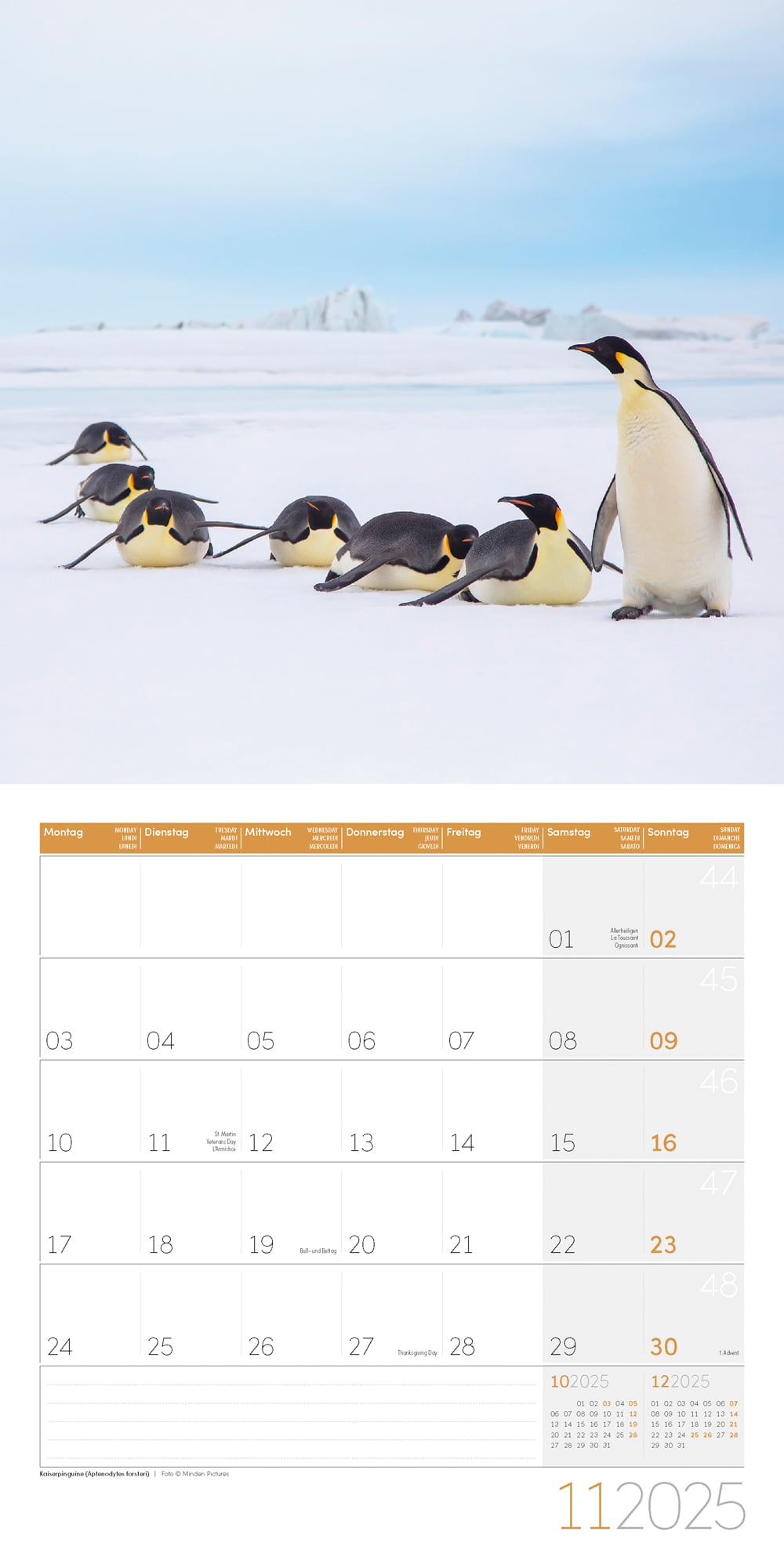 Art12 Collection Kalender Pinguine 2025 - 30x30 - Innenansicht 11