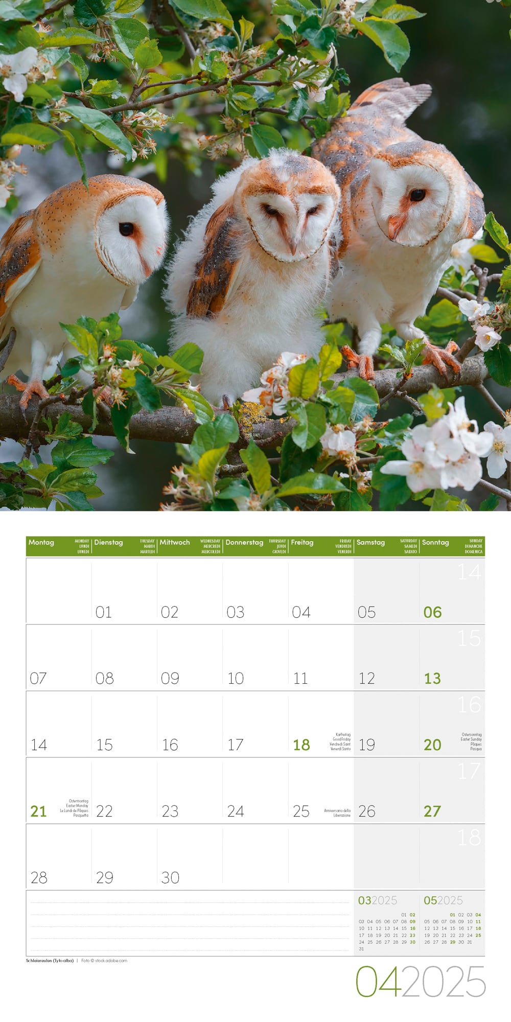 Art12 Collection Kalender Heimische Wildtiere 2025 - 30x30 - Innenansicht 04