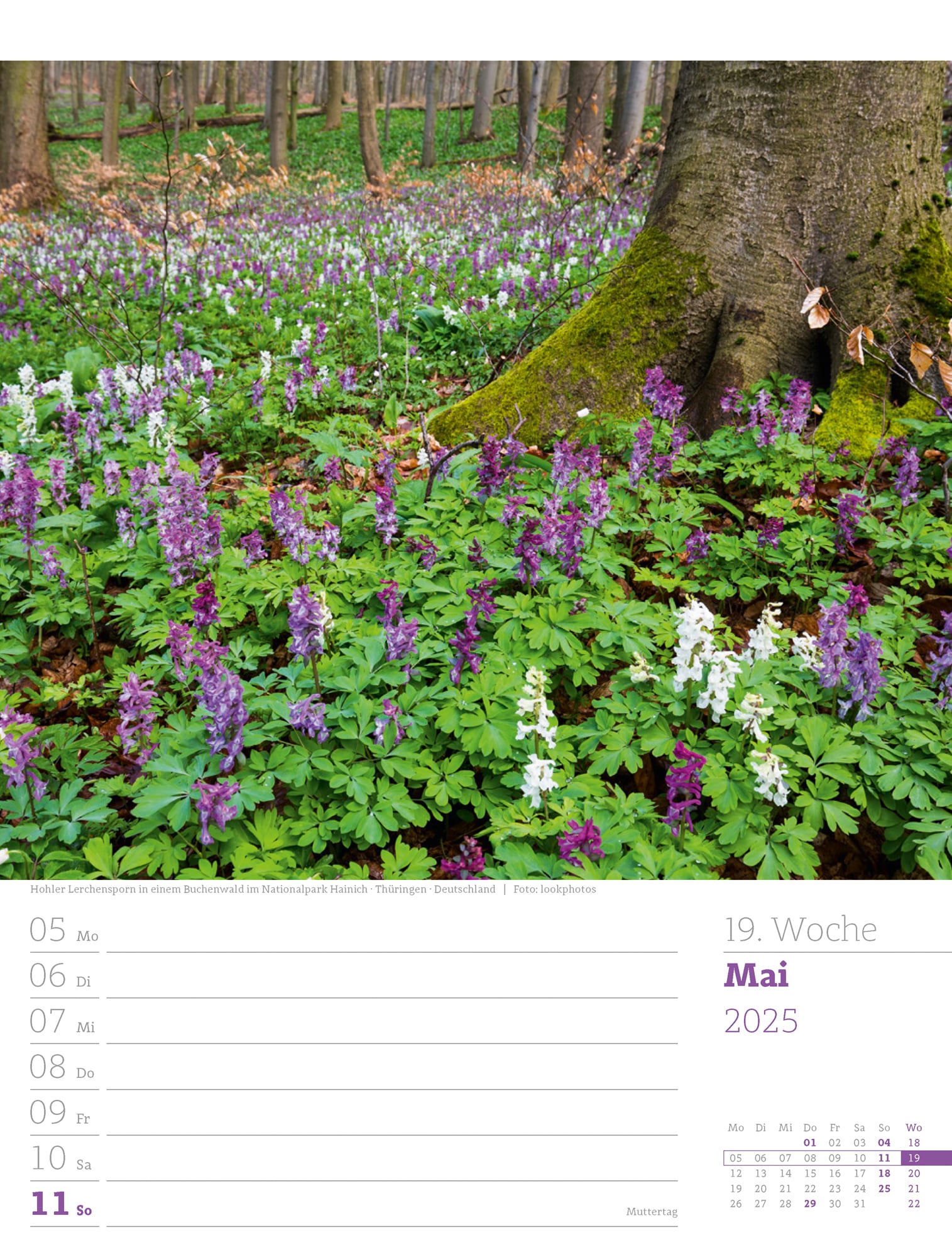 Ackermann Calendar Our Forest 2025 - Weekly Planner - Inside View 22