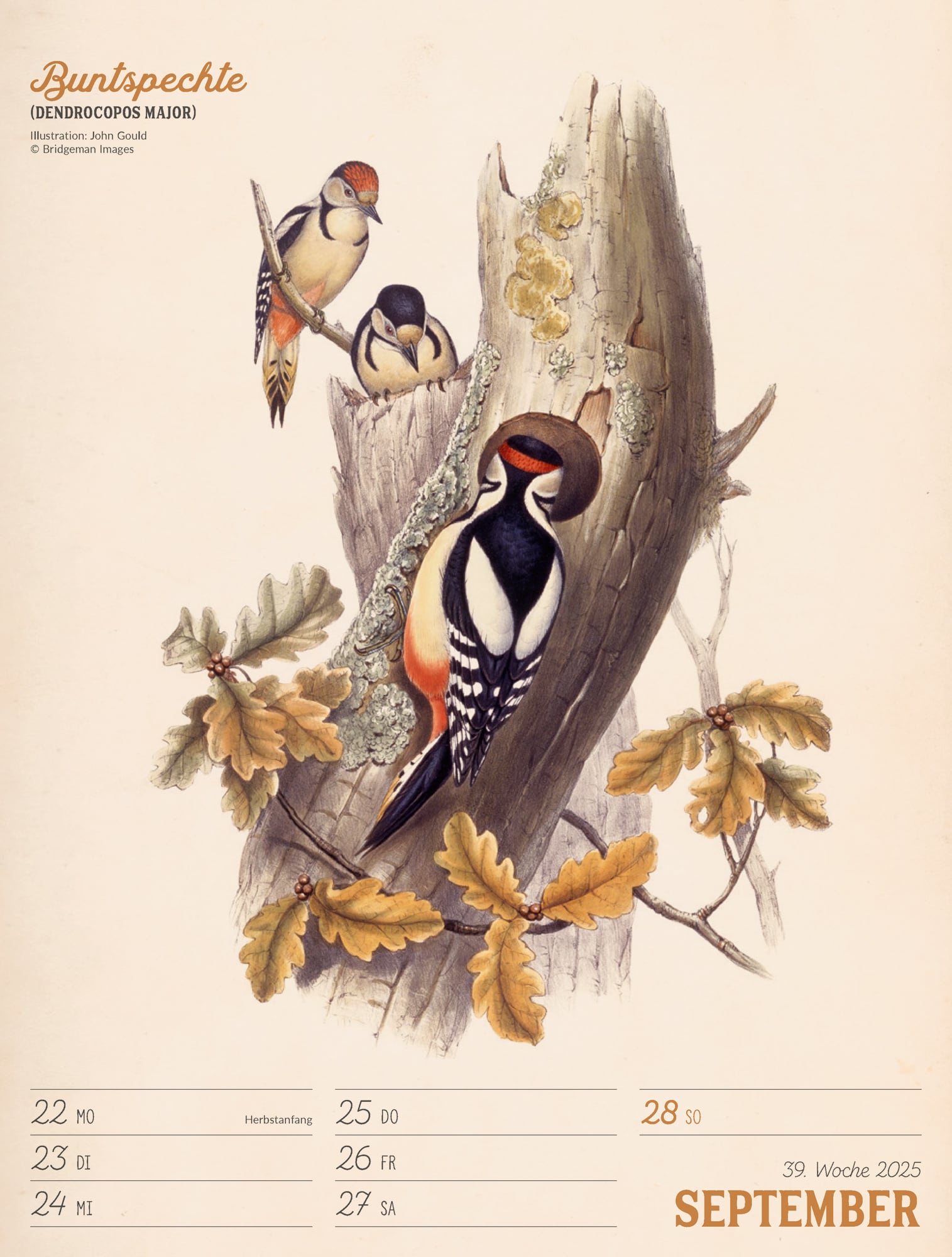 Ackermann Calendar The wonderful World of Birds 2025 - Weekly Planner - Inside View 42
