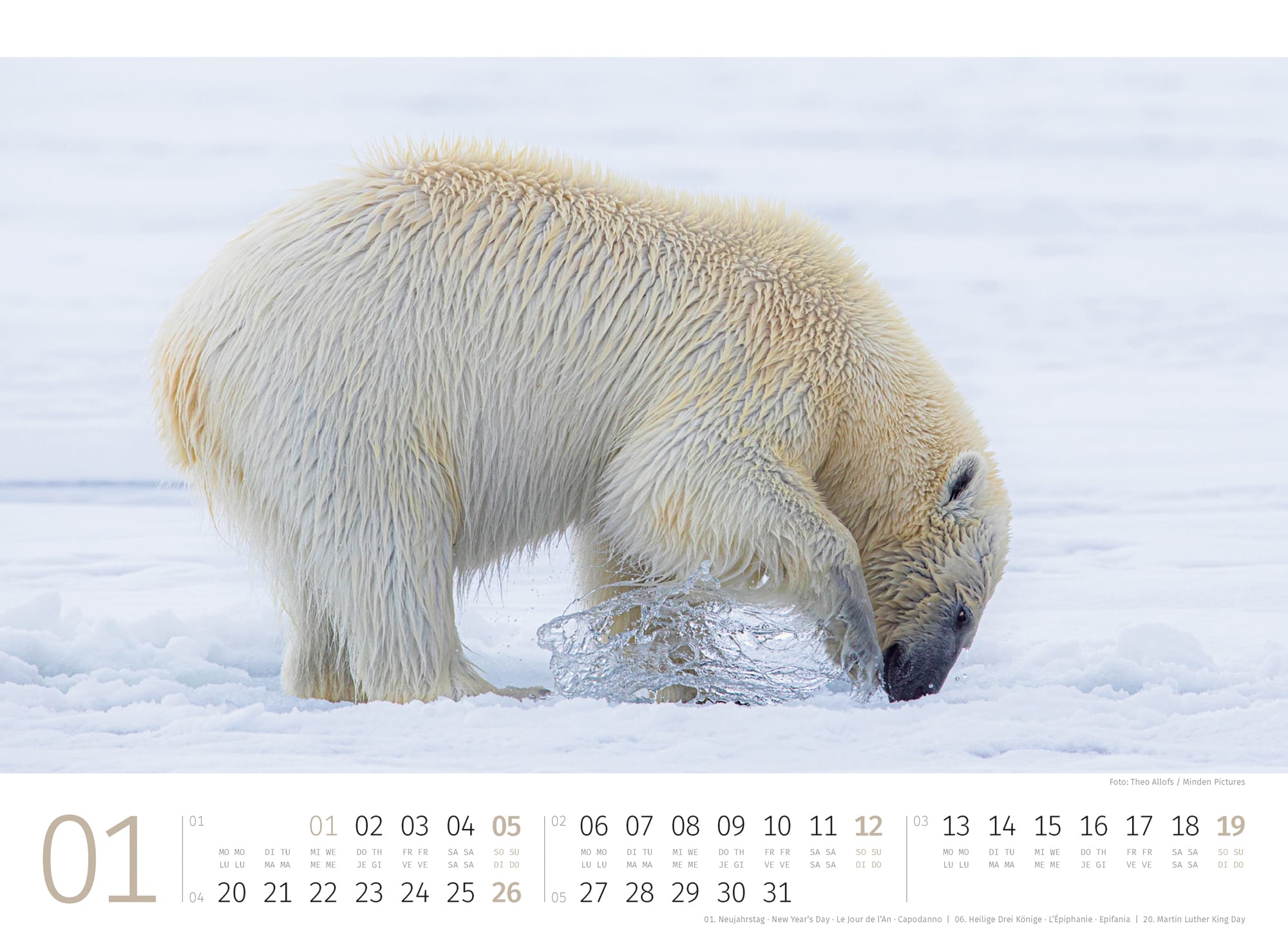 Ackermann Kalender Eisbären 2025 - Innenansicht 01