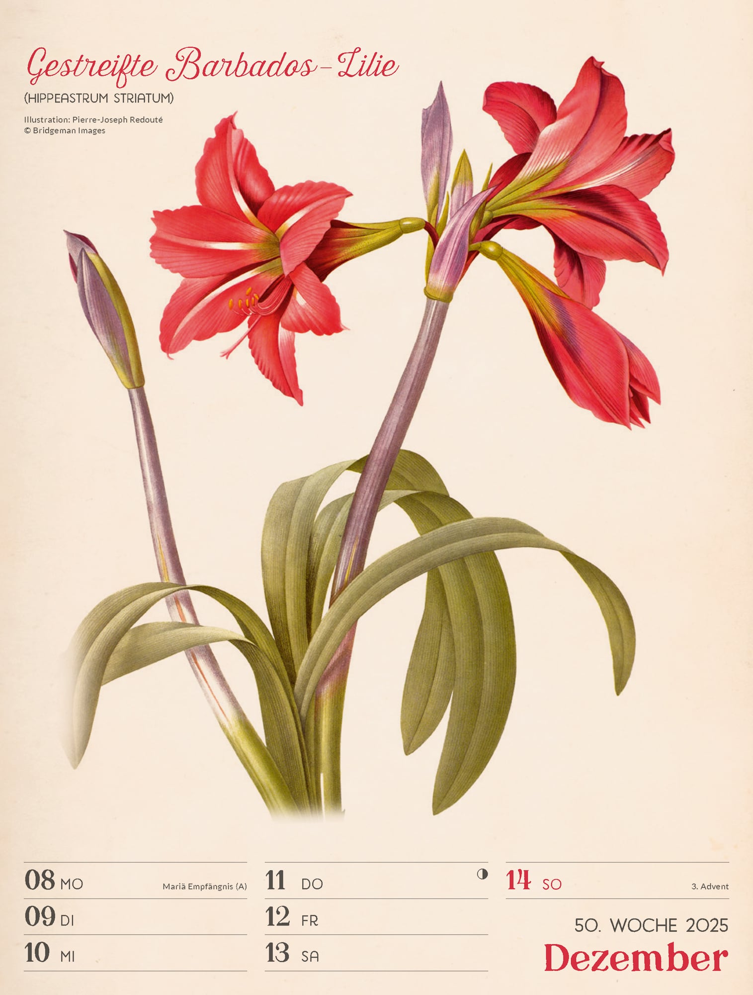 Ackermann Calendar Ars Floralis 2025 - Weekly Planner - Inside View 53