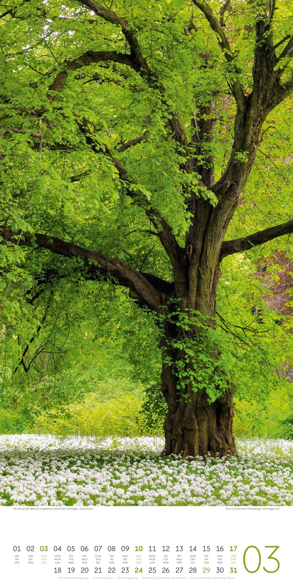Ackermann Kalender Bäume 2024 - Innenansicht 03