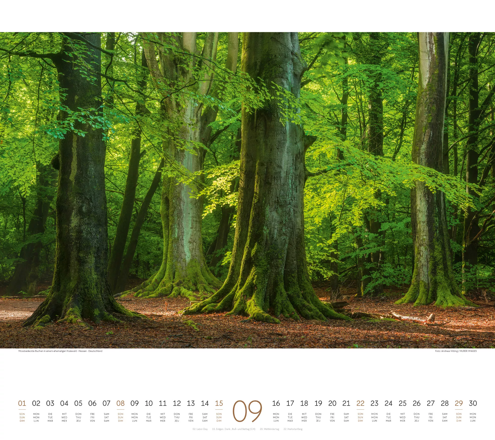Ackermann Kalender Wald 2024 - Innenansicht 09